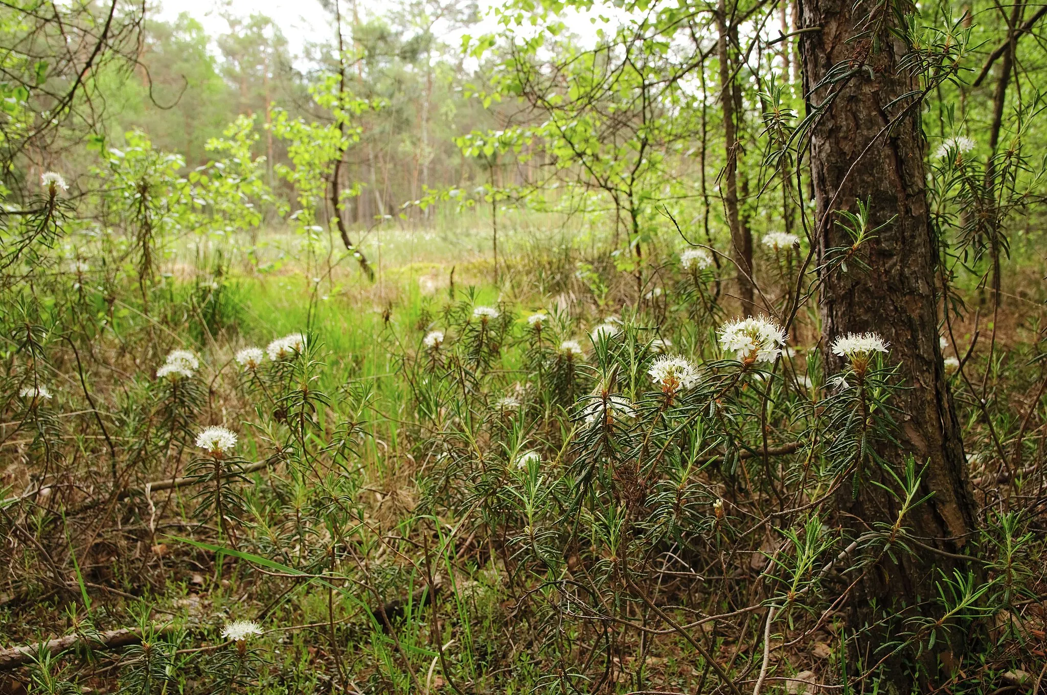 Photo showing: This is a a picture of a Natura 2000 protected area with ID