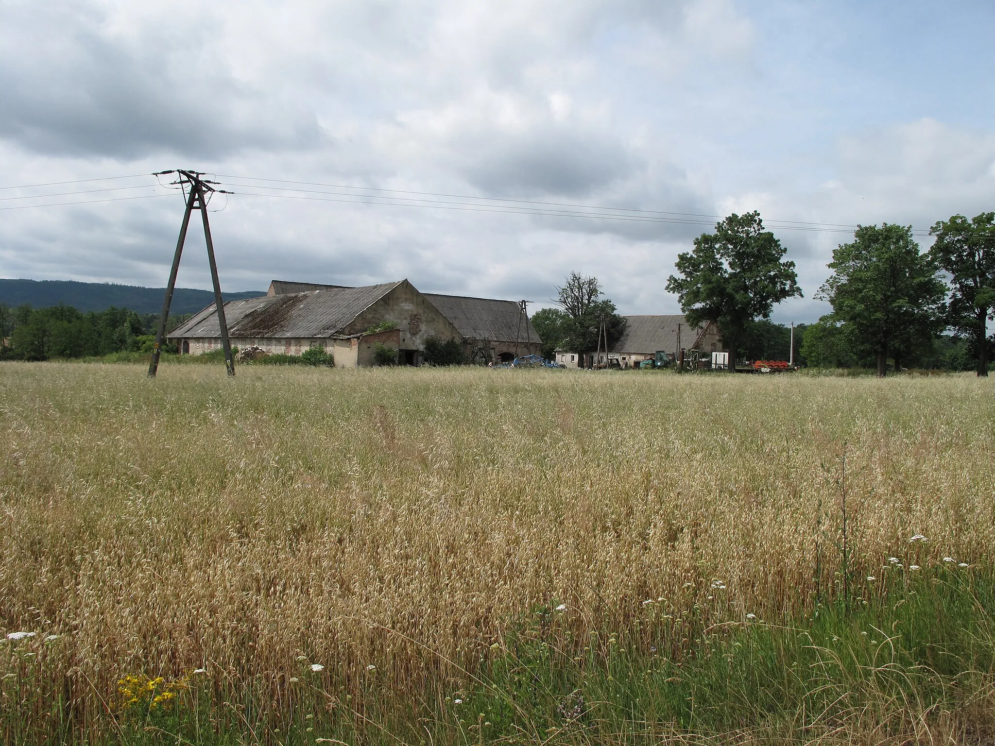 Photo showing: Muchówek. Polska.