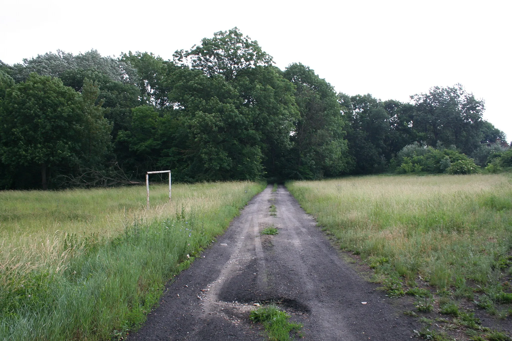 Photo showing: Park w zespole dworskim w Kaczkowie, pow. inowrocławski