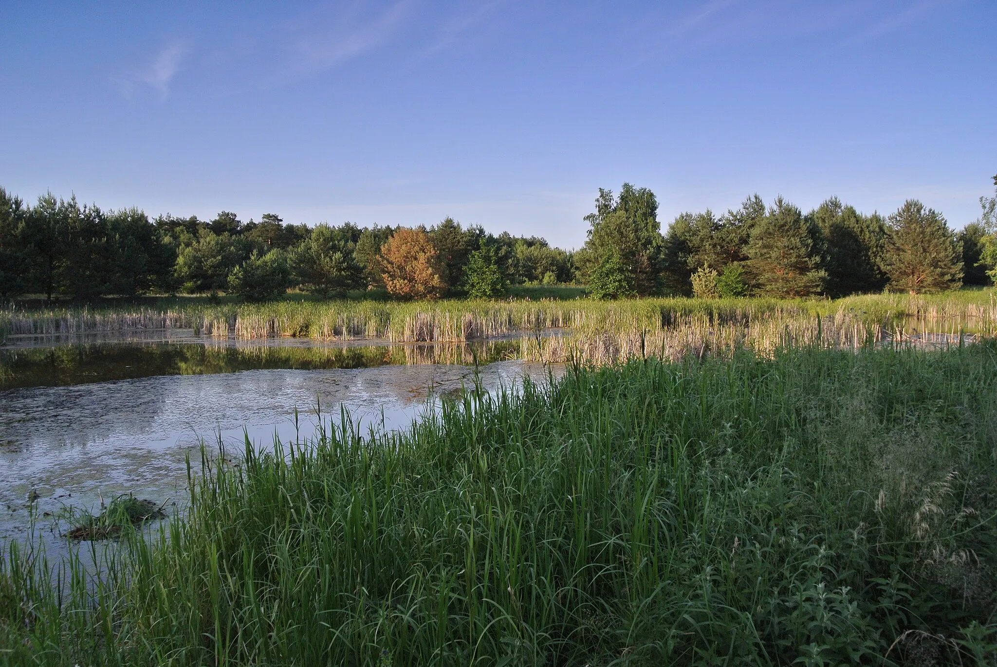 Photo showing: mokradła włocławskie w obrębie ewidencyjnym Kawka, wchodzącym w skład jednostki strukturalnej Zachód Przemysłowy, nieopodal zakładów chemicznych Anwil SA