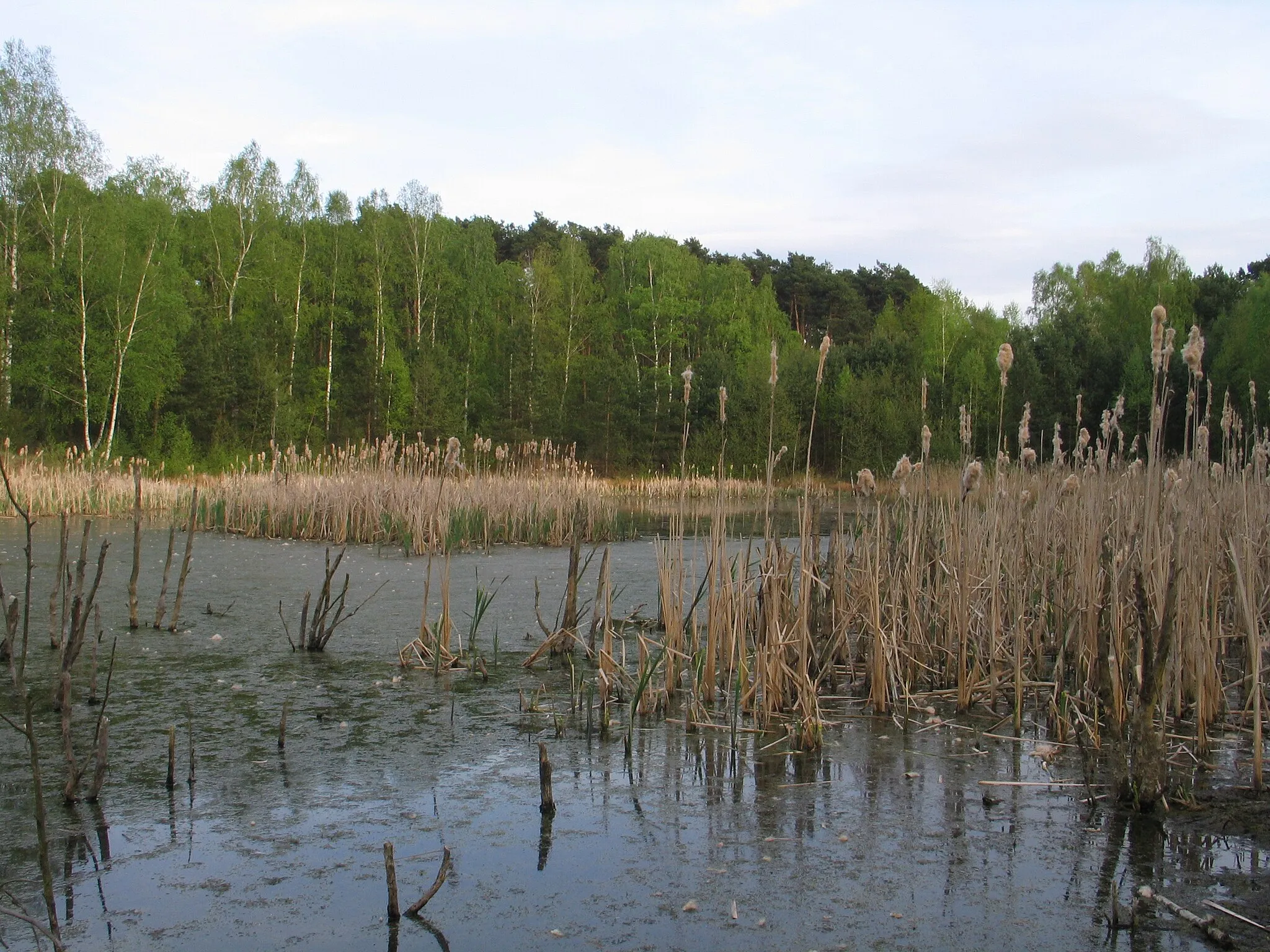 Photo showing: wetlands – Krzywe Błota, Włocławek, Poland