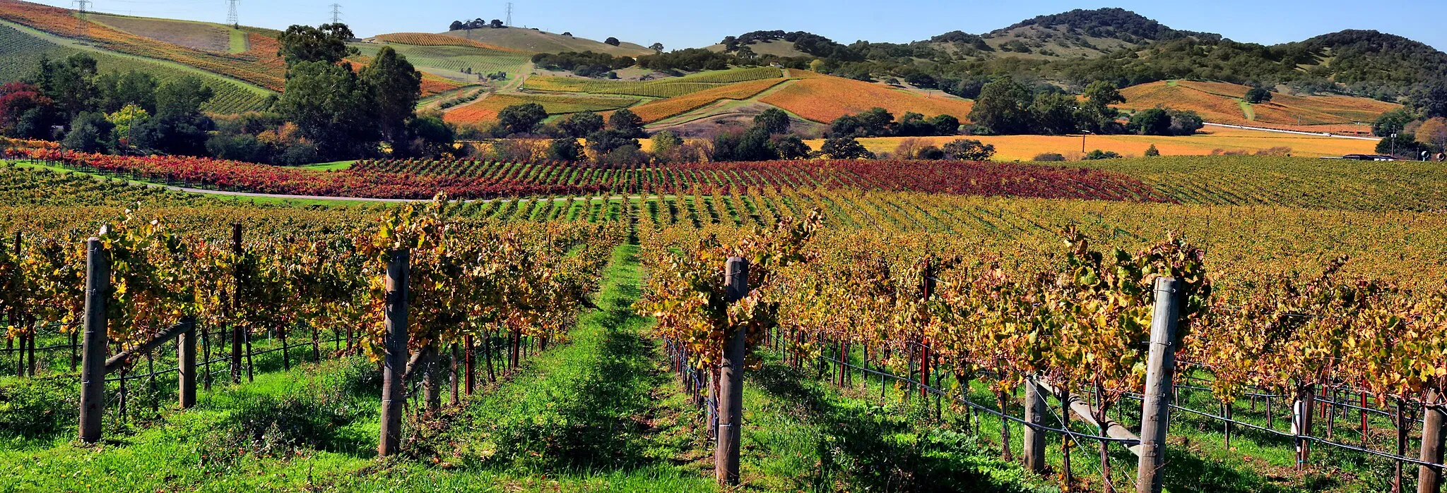 Photo showing: Vineyards in Napa Valley