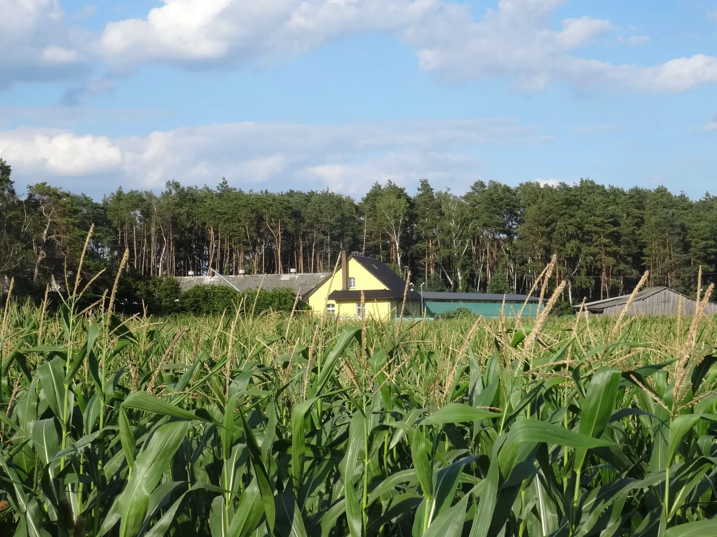 Photo showing: Jeżewice, gm. Łabiszyn