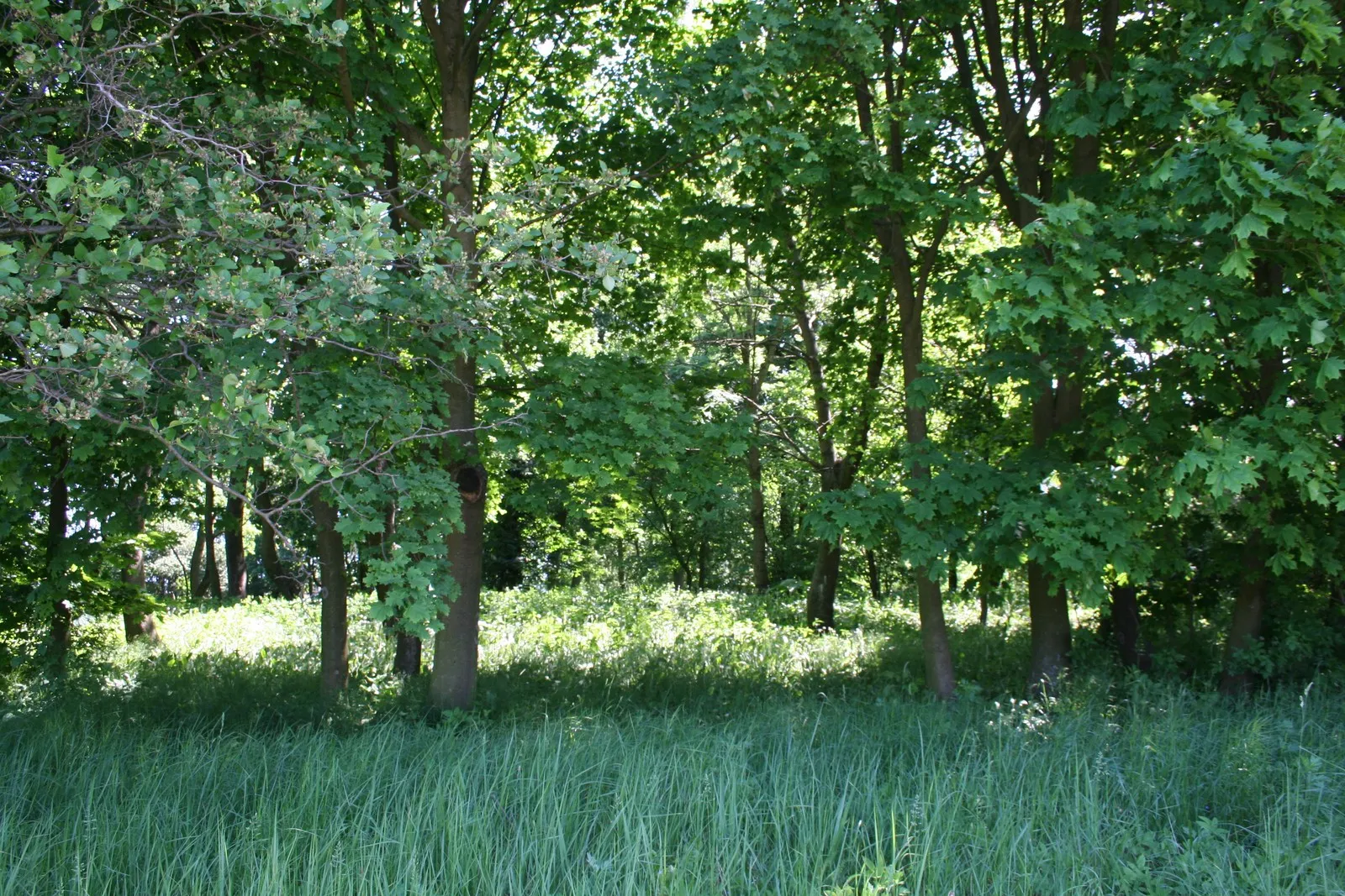 Photo showing: Tytlewo - park dworski, 2 poł. XIX w.