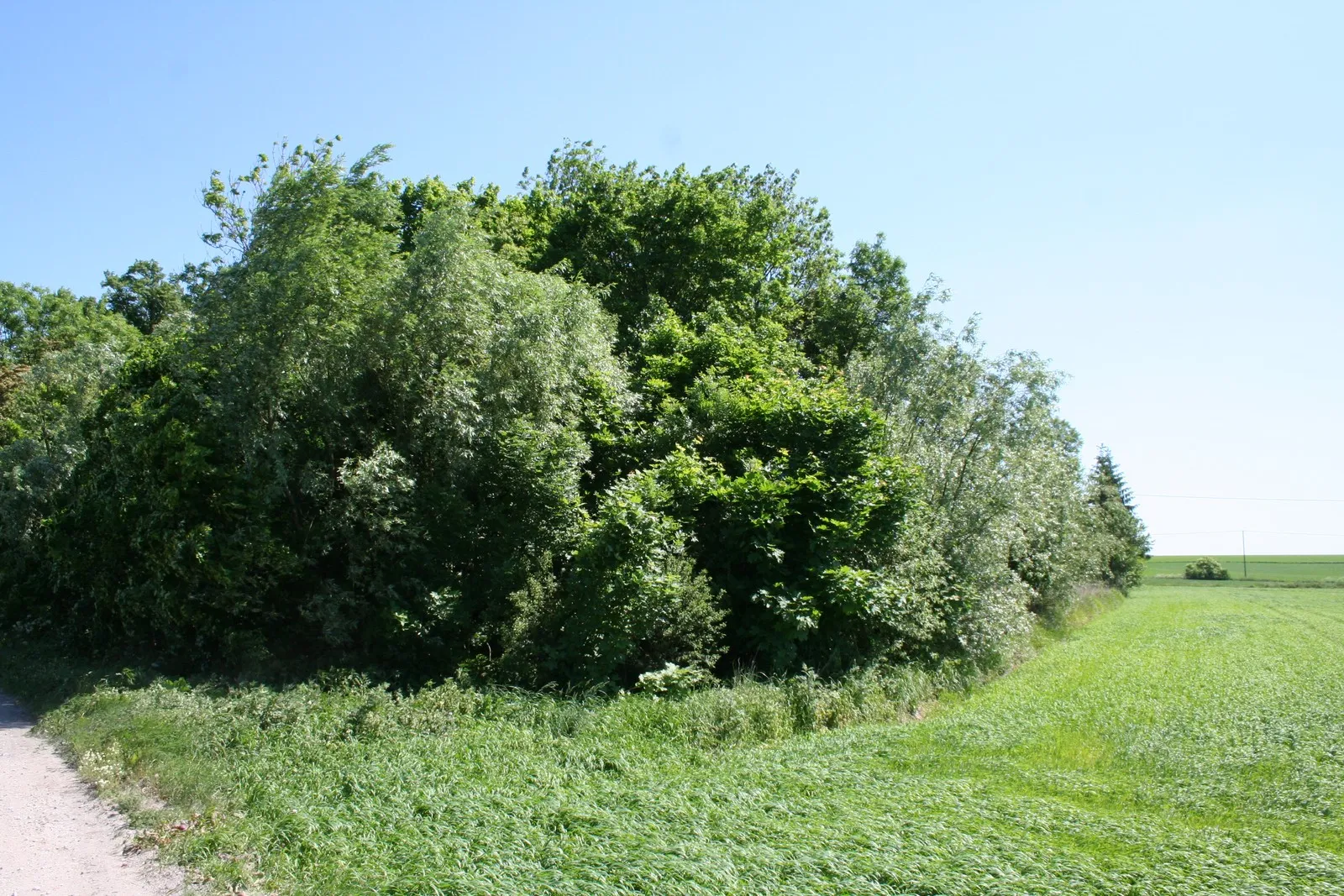 Photo showing: Tytlewo - park dworski, 2 poł. XIX w.