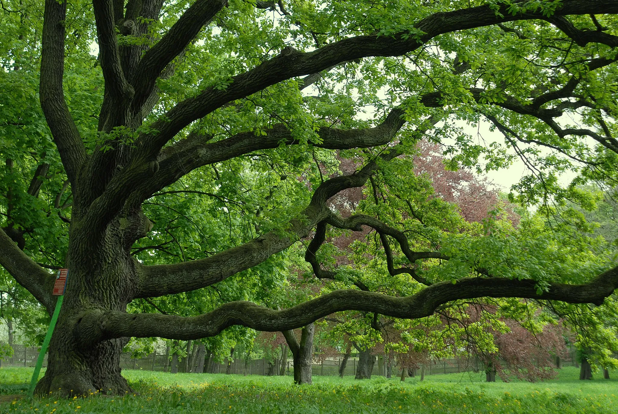 Photo showing: Sartowice - zespół dworski; park, XVIII/XIX.