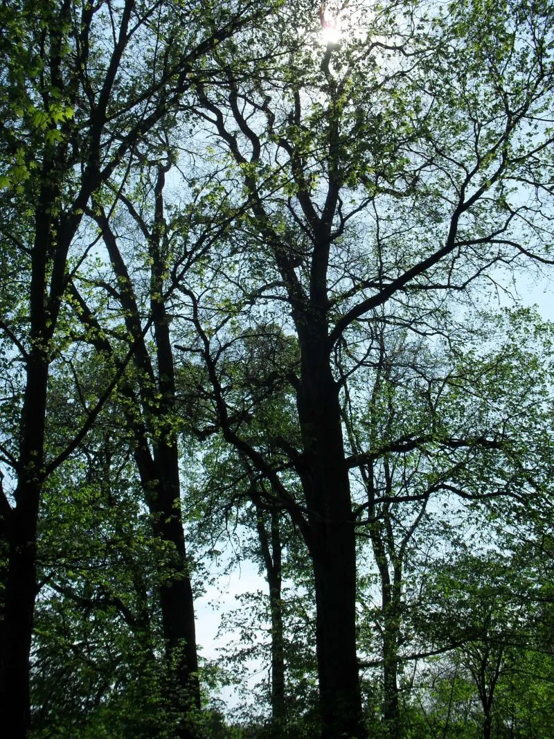 Photo showing: Wiąz szypułkowy - pomnik przyrody -  rosnący w parku dworskim w Pyszczynie.