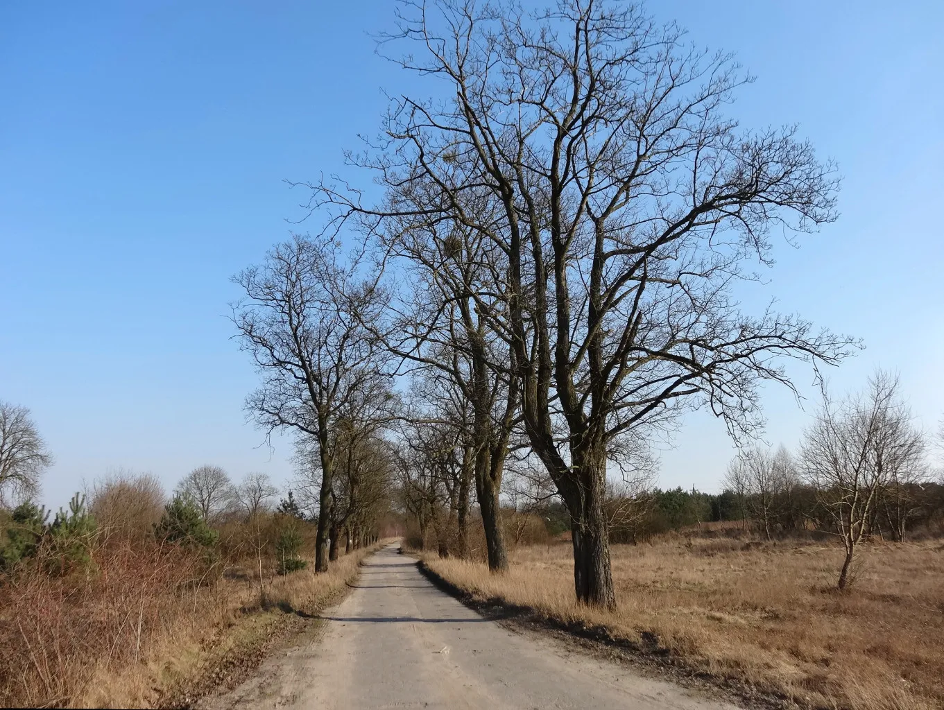 Photo showing: Droga w Wypaleniskach w Bydgoszczy, wiodąca w głąb Puszczy Bydgoskiej do dawnej wsi Kabat