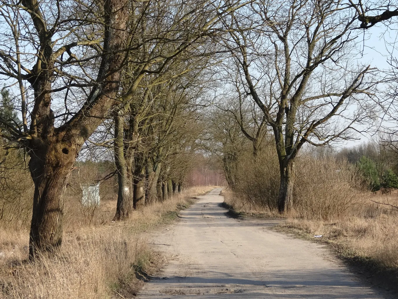 Photo showing: Droga w Wypaleniskach w Bydgoszczy, wiodąca w głąb Puszczy Bydgoskiej do dawnej wsi Kabat