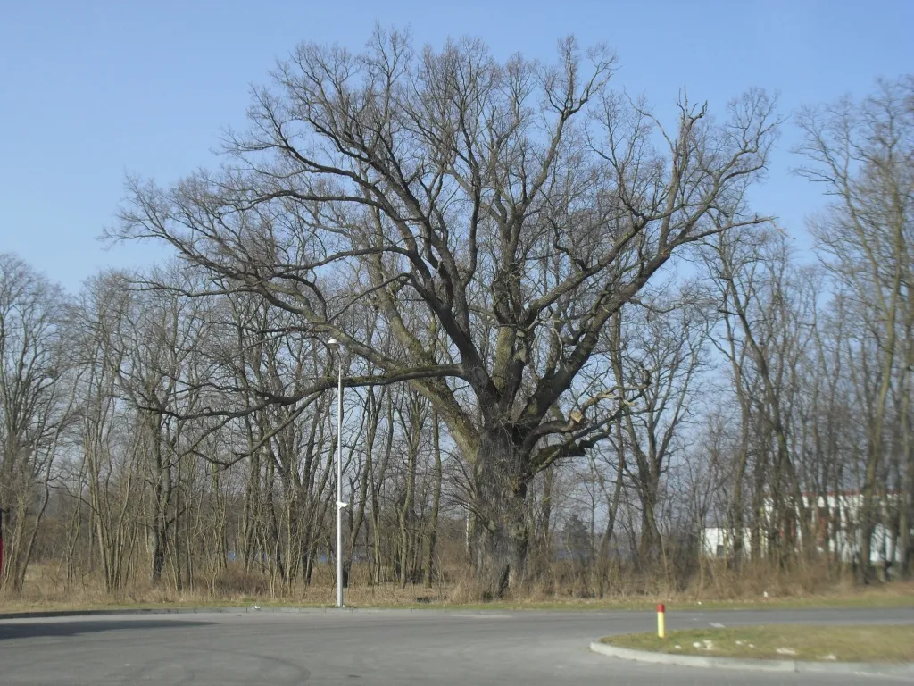 Photo showing: Dąb szypułkowy - pomnik przyrody - na cmentarzu poewangelickim w Wielkim Konopacie przy stacji benzynowej. Obwód w 2014 roku wyniósł 604 cm, drzewo w średnim stanie zdrowotnym.