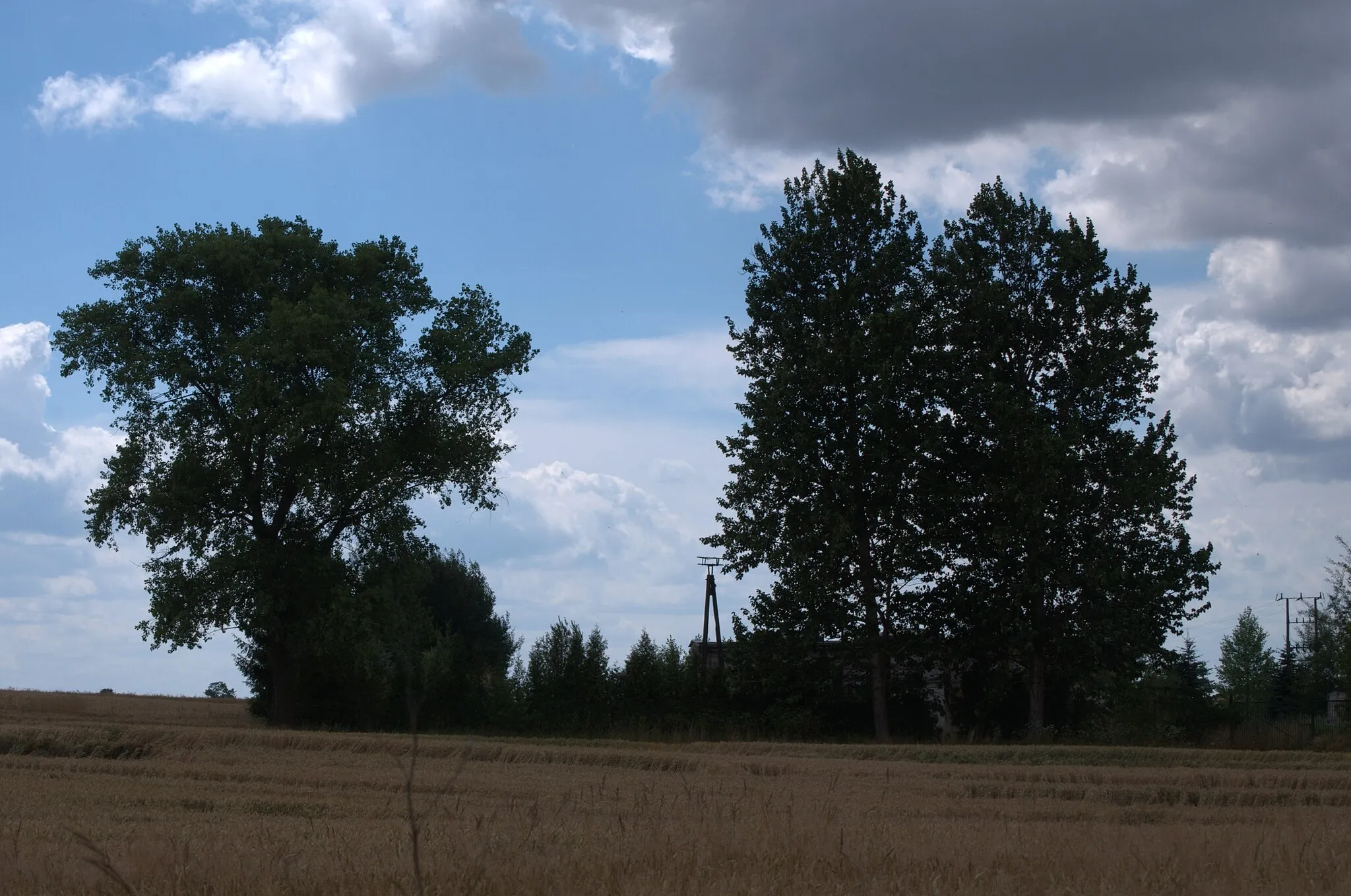 Photo showing: Gniazdo bociana białego w Trzemiętowie (opuszczone), woj. kujawsko-pomorskie