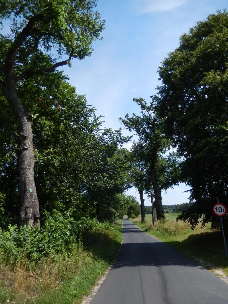 Photo showing: Siedem wiązów szypułkowych przy drodze dojazdowej do parku dworskiego - pomniki przyrody - o obwodach 248-460 cm (2015r.).