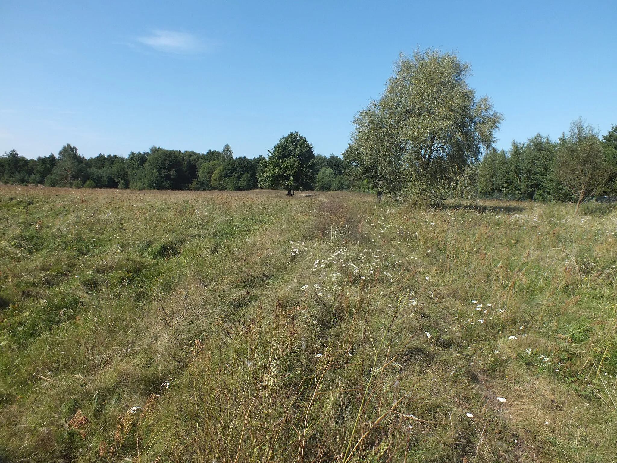 Photo showing: Kolej Cukrowni Ostrowite niedaleko Szabdy