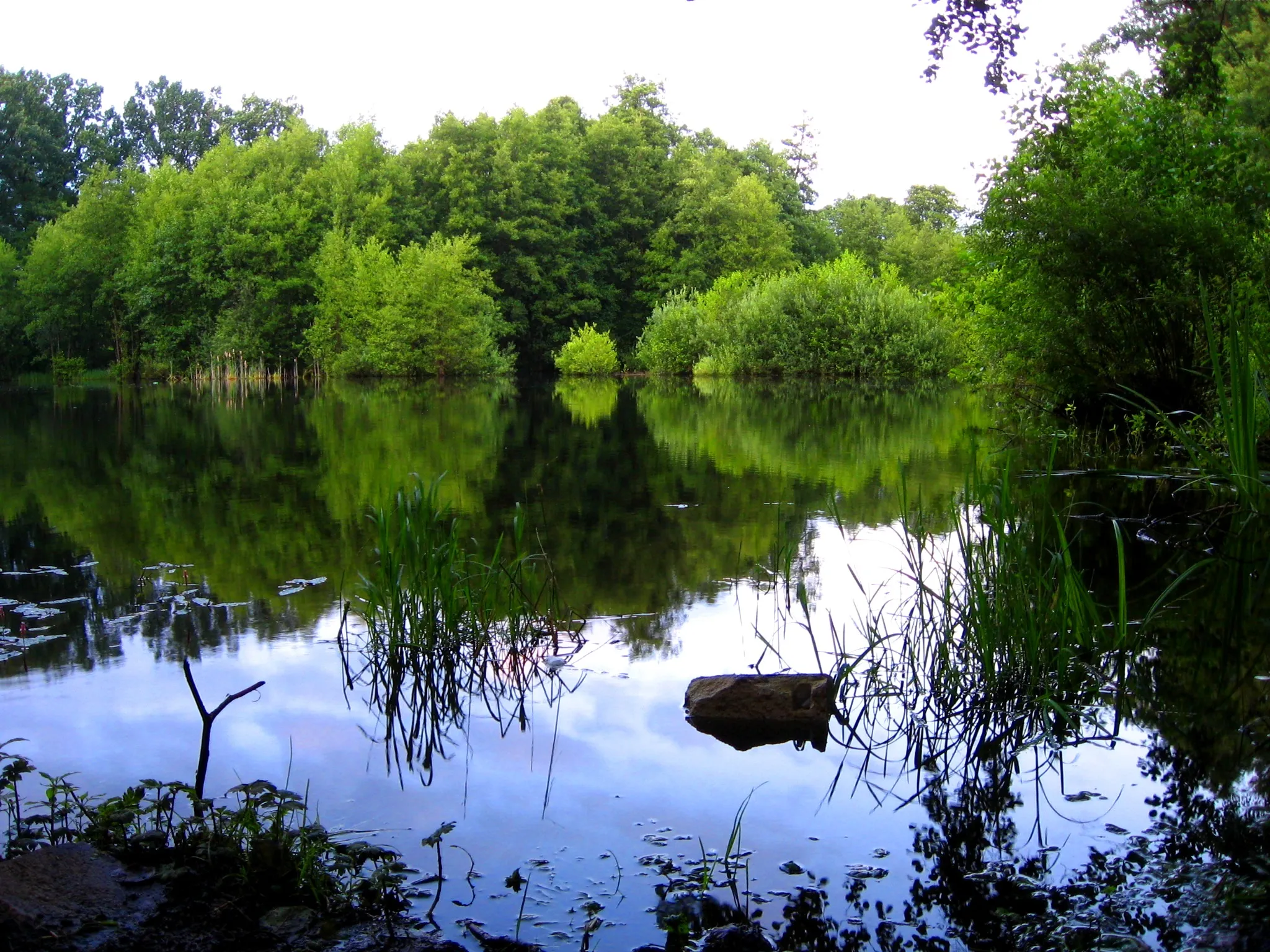 Photo showing: Pond and water reflections — Suchary, Poland.