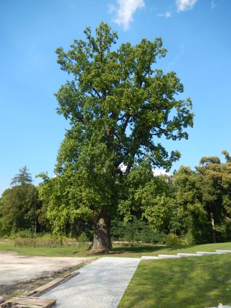Photo showing: Dąb szypułkowy w parku dworskim w Rulewie - pomnik przyrody - o obwodzie 662 cm w 2014 roku