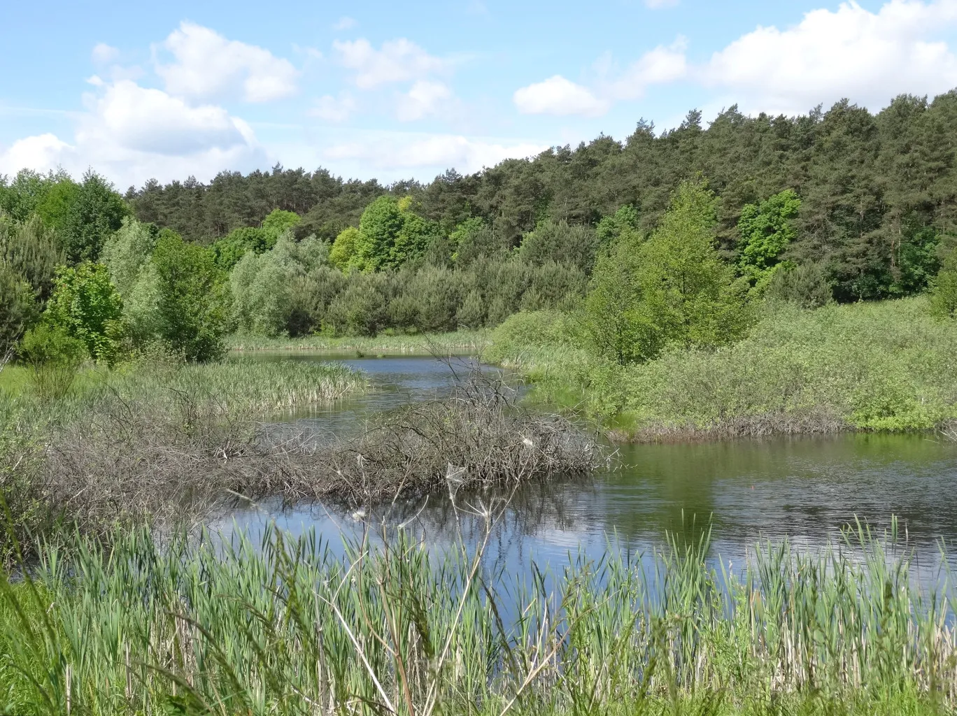 Photo showing: Torfowisko "Zielona Ostoja" - użytek ekologiczny na Osowej Górze w Bydgoszczy