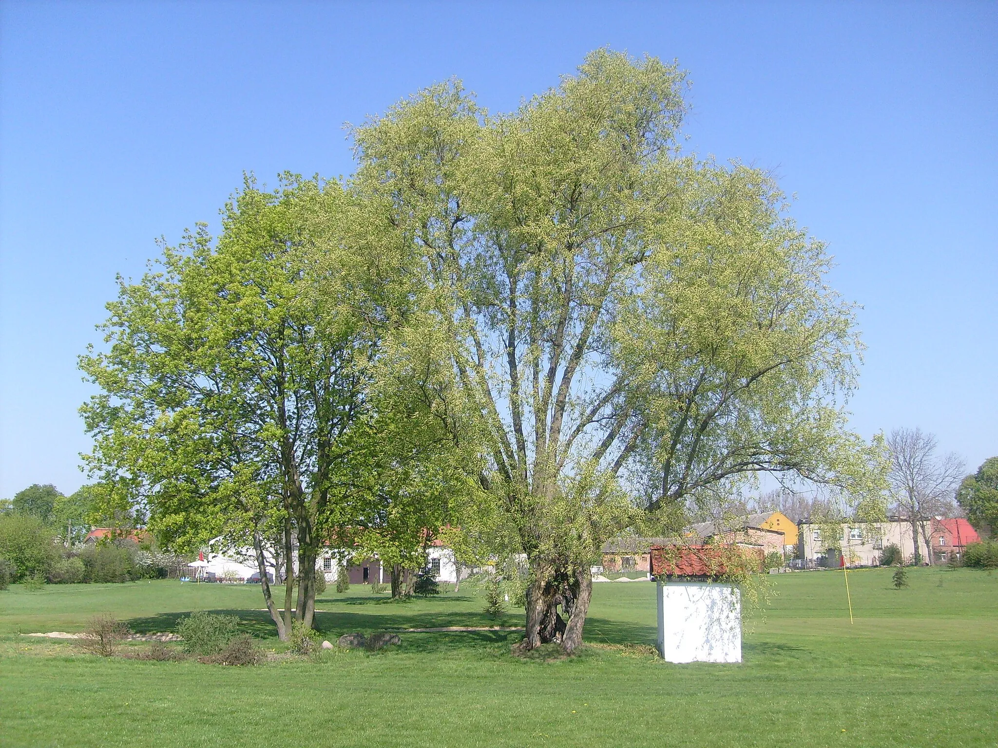 Photo showing: Golf  in Olszewce near Nakła