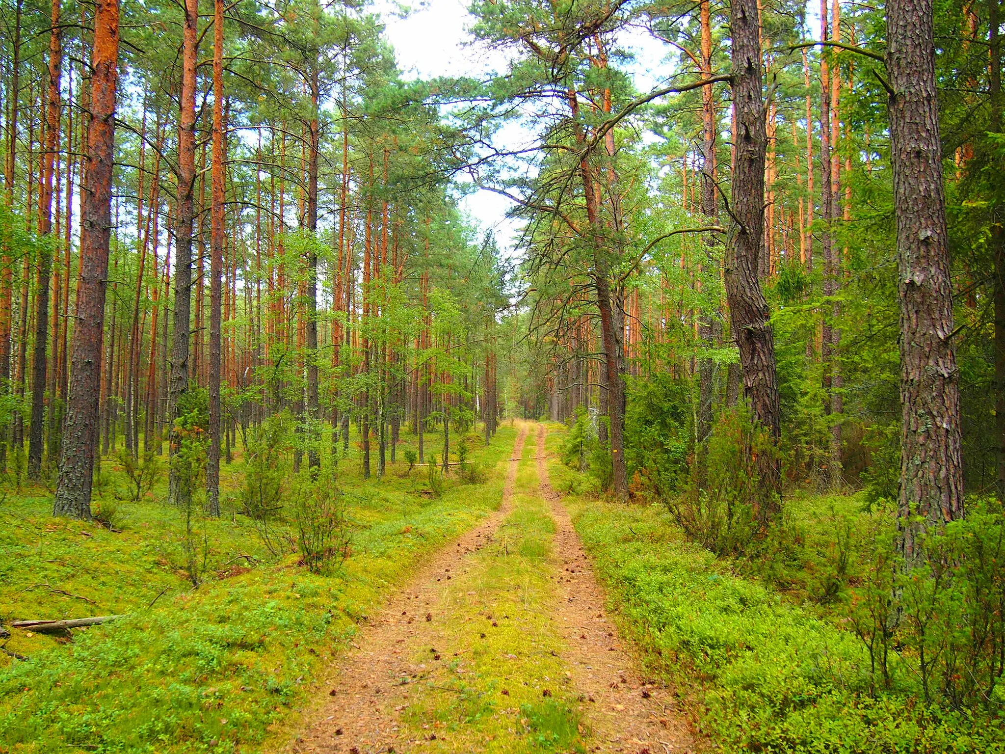 Photo showing: Bory Tucholskie