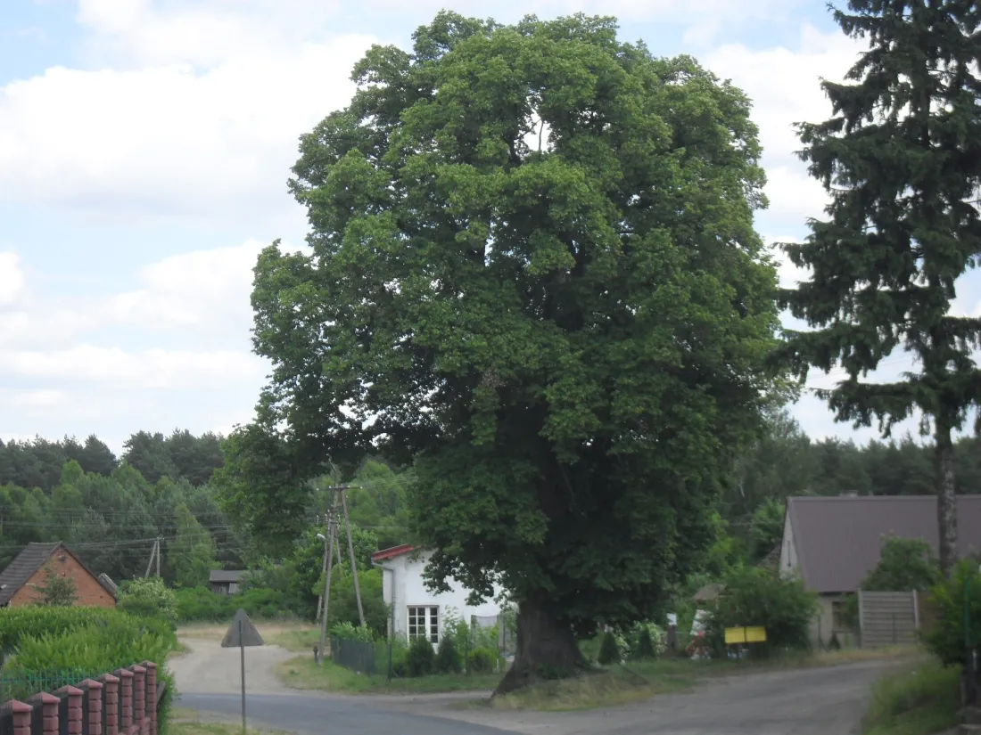 Photo showing: Lipa drobnolistna rosnąca na skrzyżowaniu w Miedznie. Obwód w pierśnicy w 1993 - 380; 2013 - 405 cm.