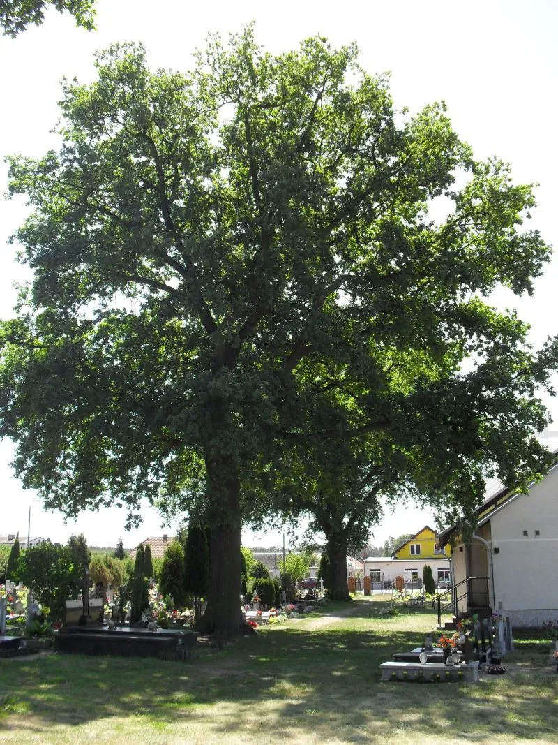 Photo showing: Dąb szypułkowy - pomnik przyrody - rosnący na cmentarzu katolickim w Łochowie. Obwód w 2012 - 300 cm.