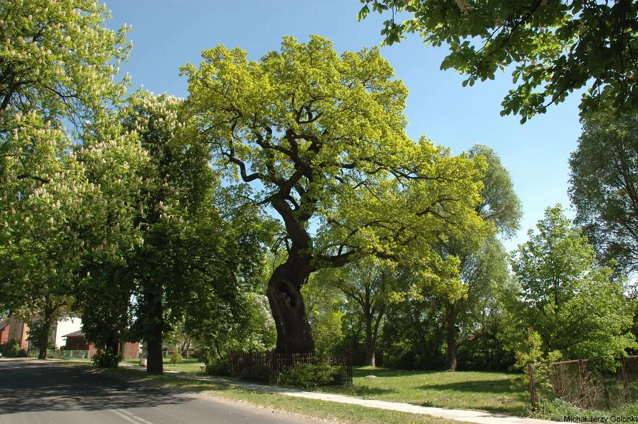 Photo showing: Wiekowy dąb.