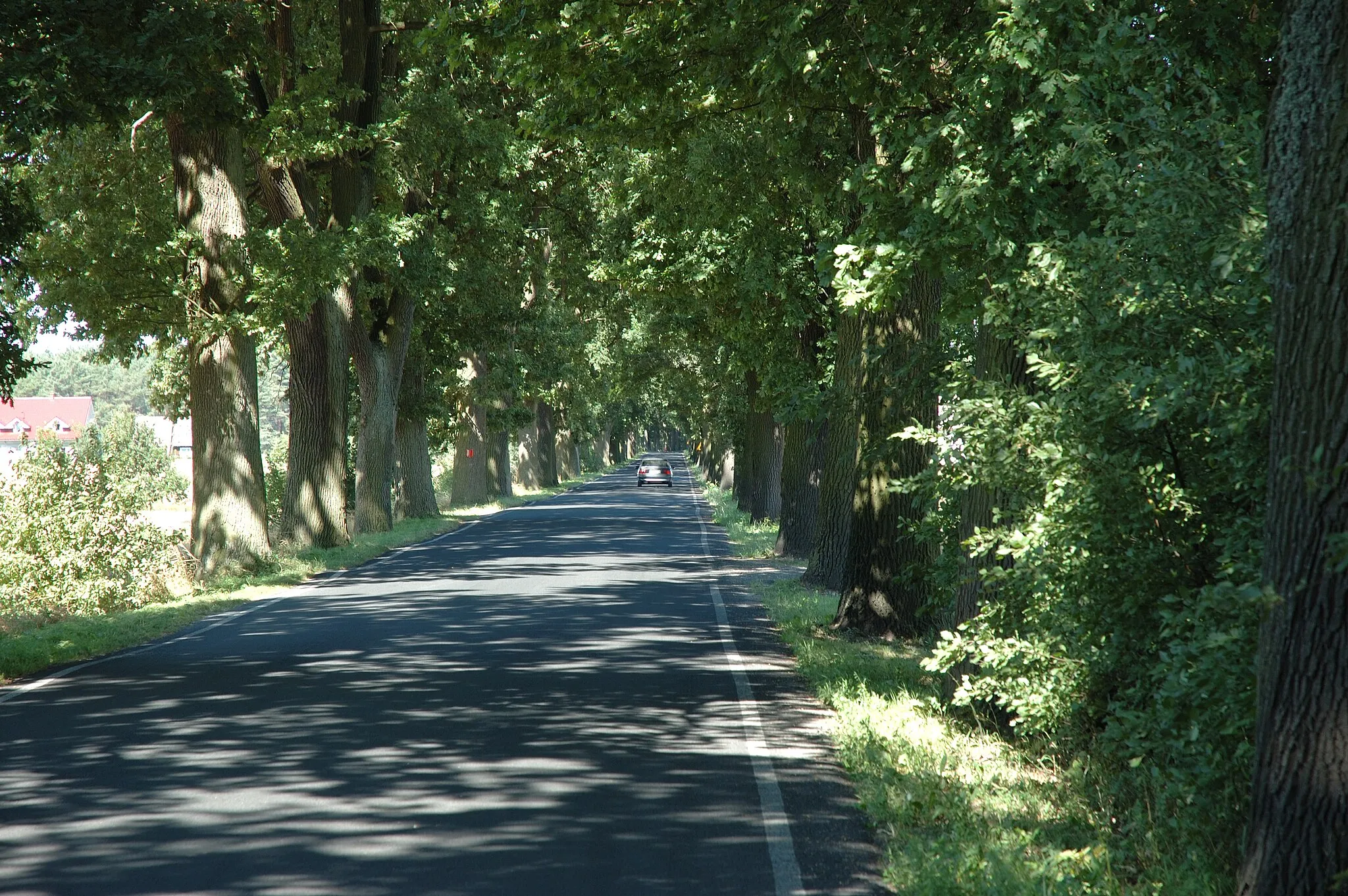 Photo showing: Aleja dębowa w Krąplewicach.