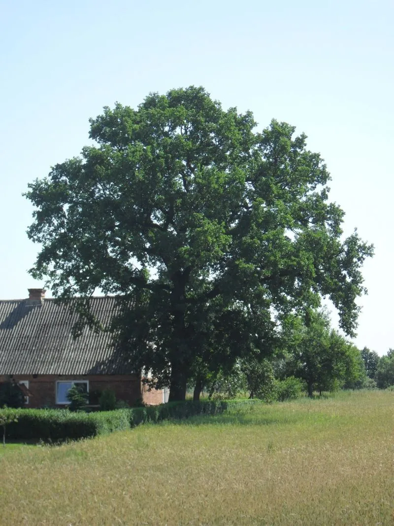 Photo showing: Dąb szypułkowy - pomnik przyrody - w Janiej Górze.