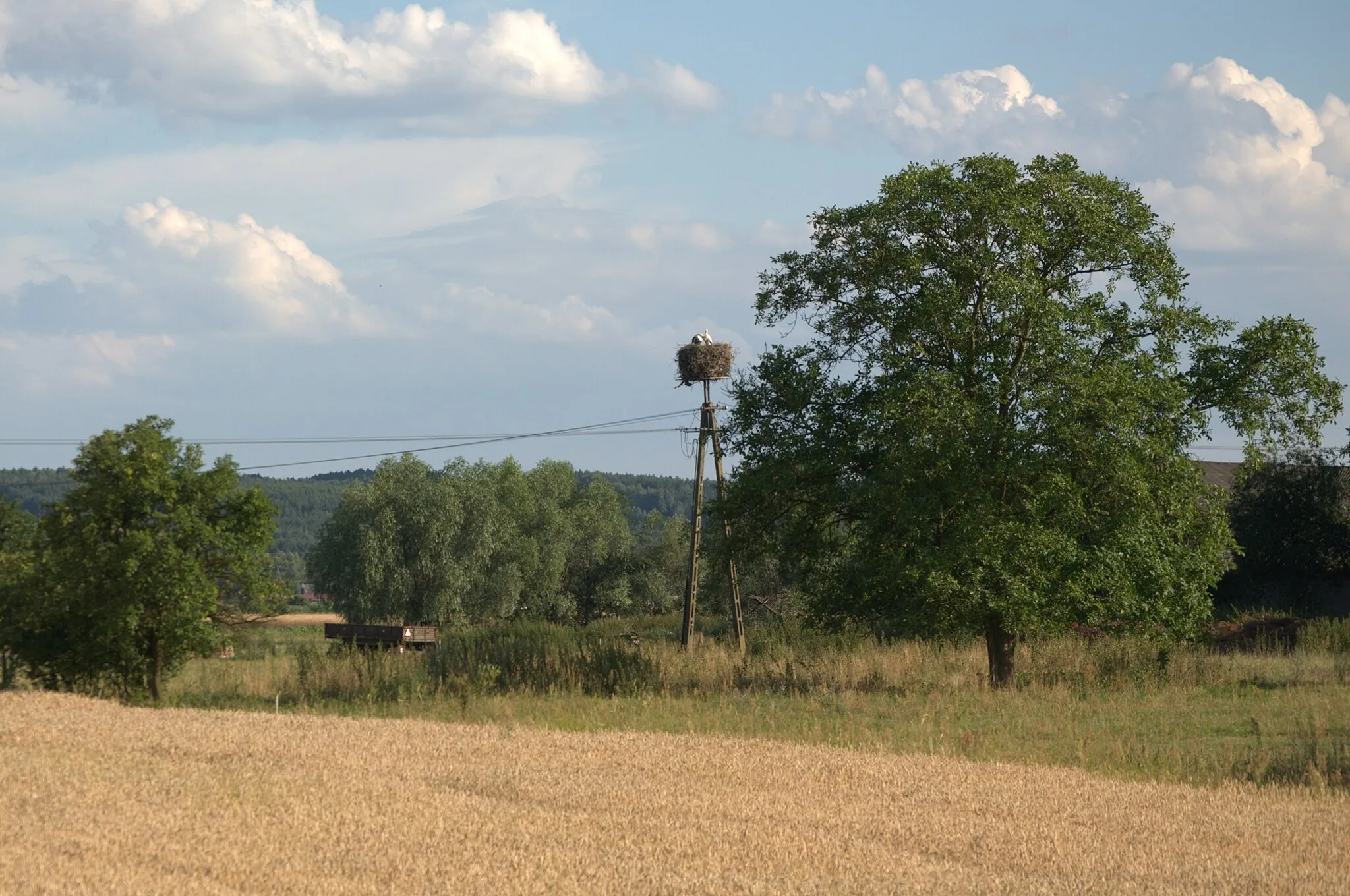 Photo showing: Gniazdo bociana białego w Dębowcu