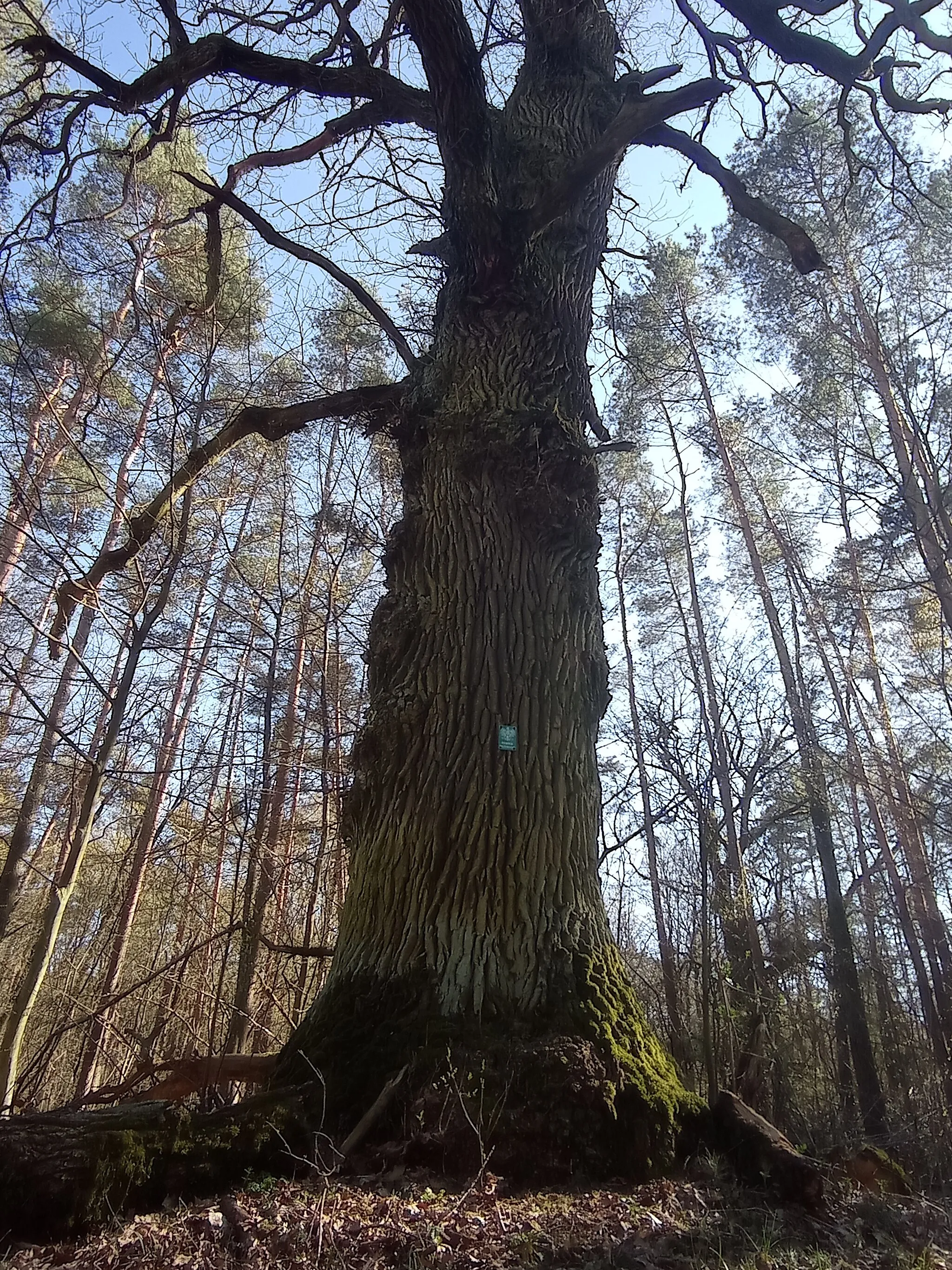 Photo showing: Thick oak in Nowiny Brdowskie, Poland - a natural monument