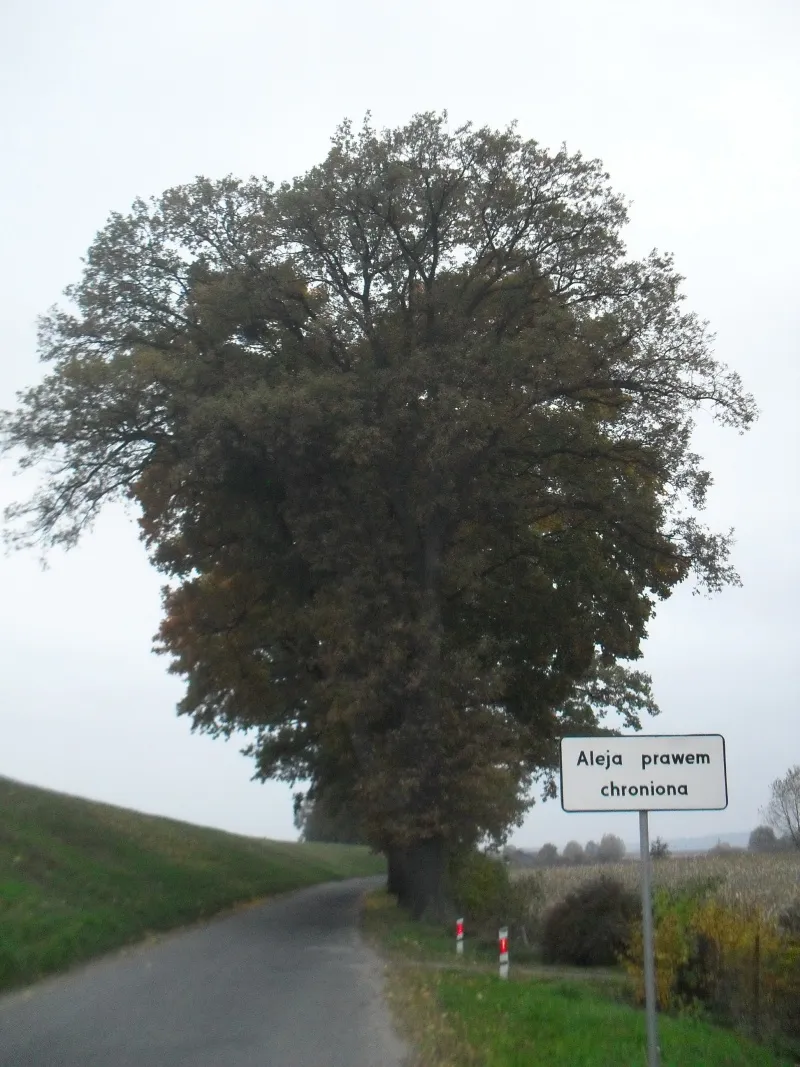 Photo showing: Przydrożna aleja w Wielkim Stwolnie.