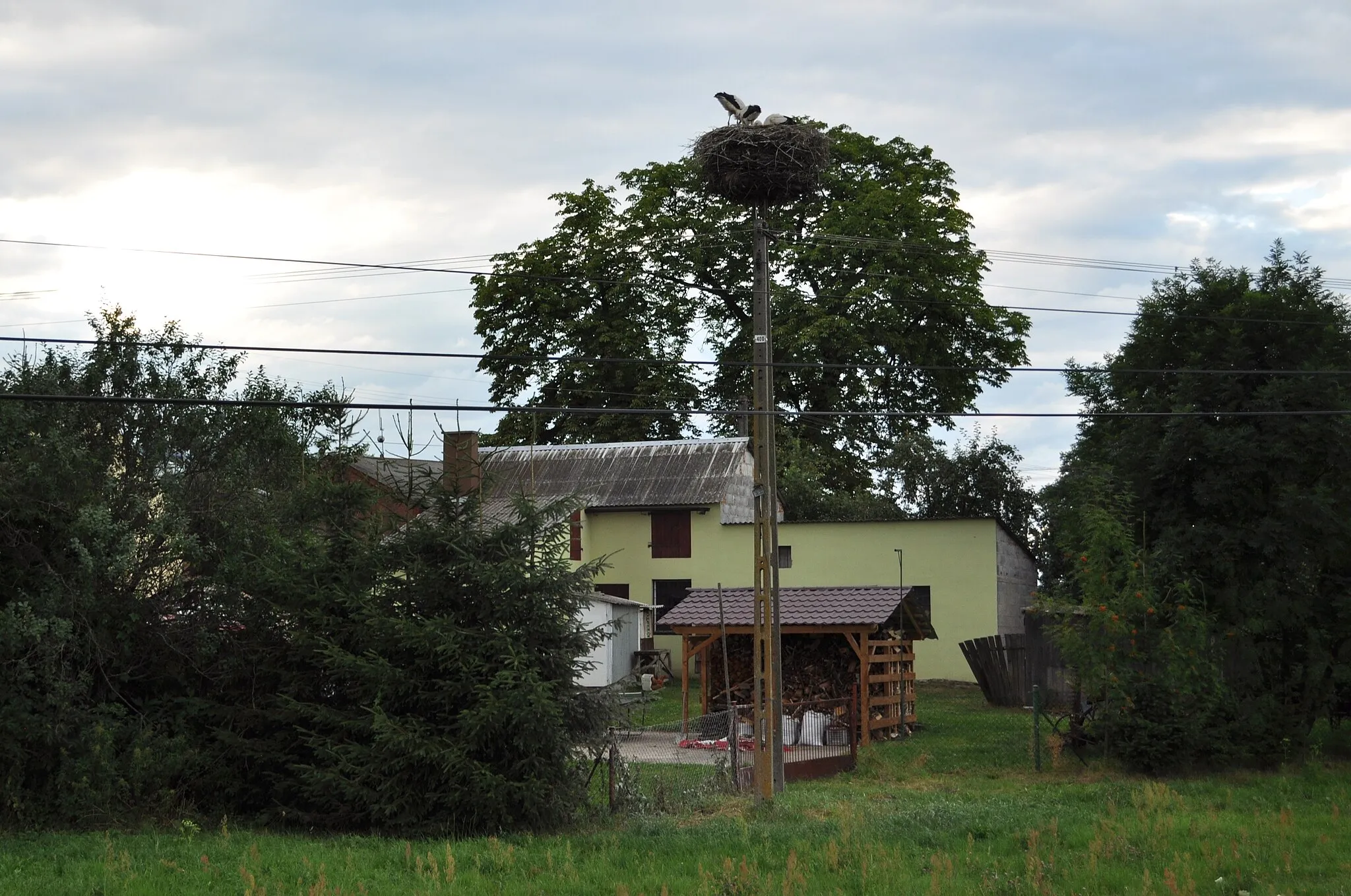 Photo showing: Gniazdo bociana białego w Ostrowitem, woj. kujawsko-pomorskie