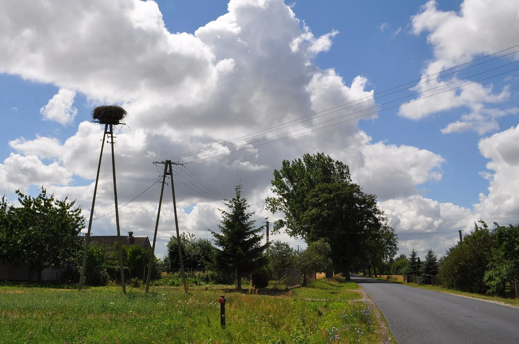 Photo showing: Gniazdo bociana białego w Skarpie, woj. kujawsko-pomorskie