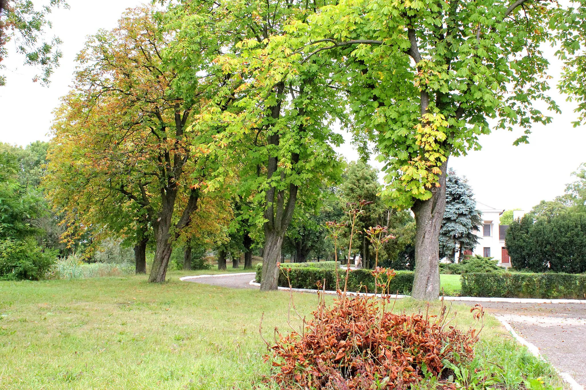 Photo showing: Jarantowice - zespół dworski: park z aleją dojazdową, pocz. XX w.