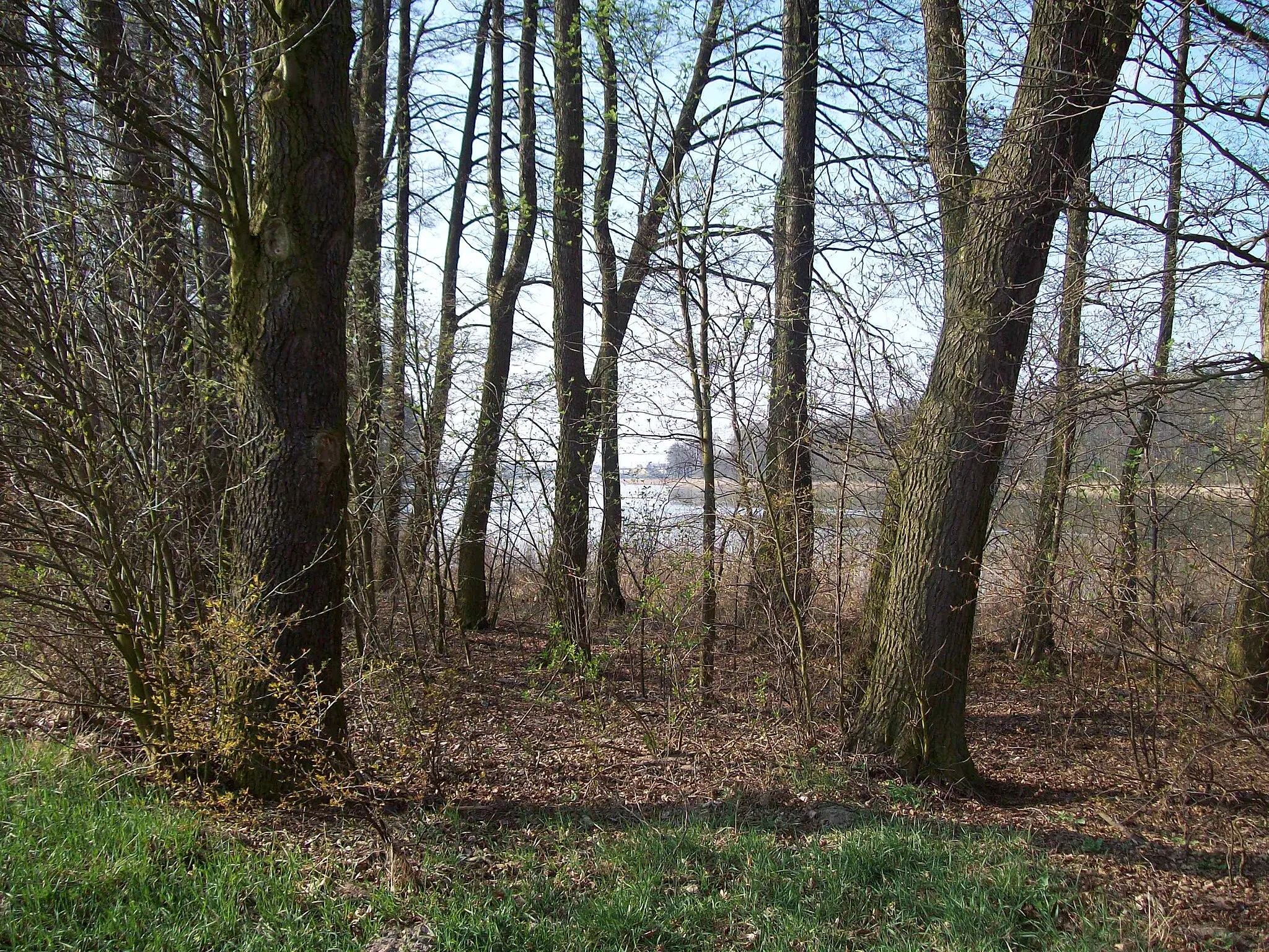Photo showing: Jezioro Świesz - sight from forest from village Lubsin side