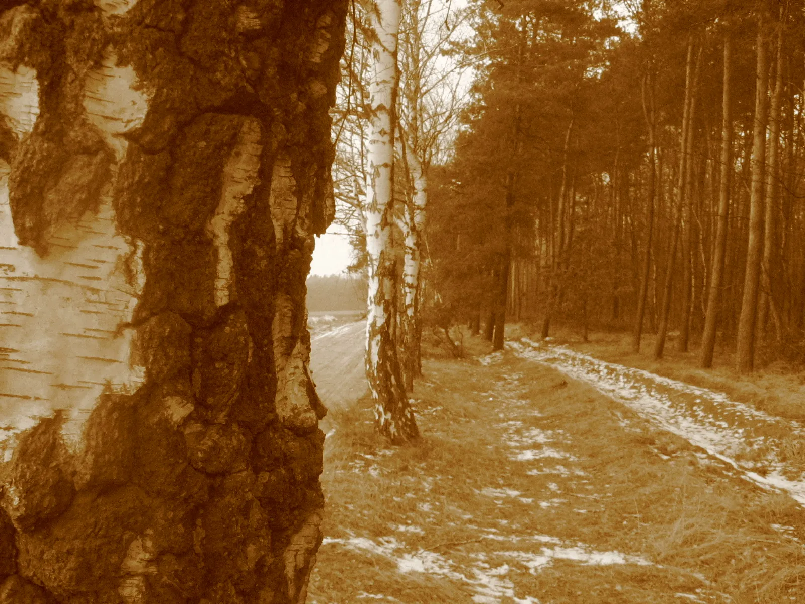 Photo showing: Padniewko's forest.