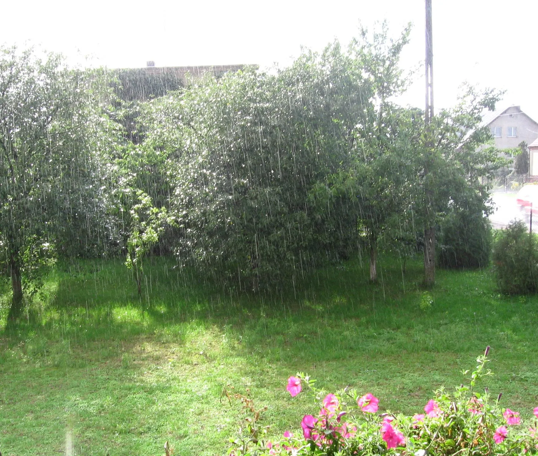 Photo showing: Typical garden at Padniewko's house.