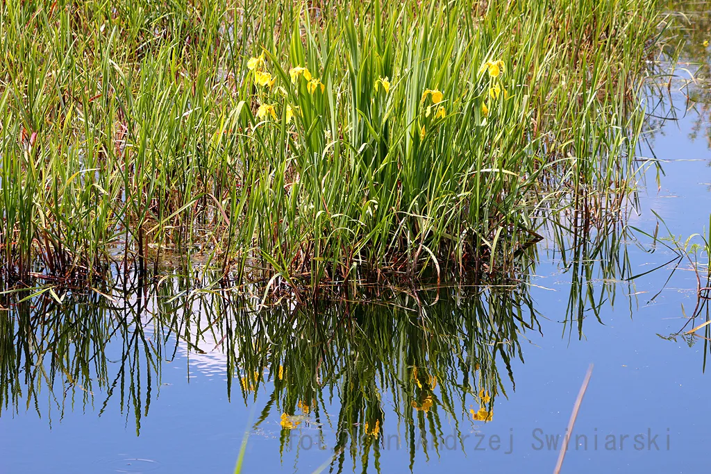 Photo showing: in the Warta forest, the Łódź voivodeship, the Sieradz district