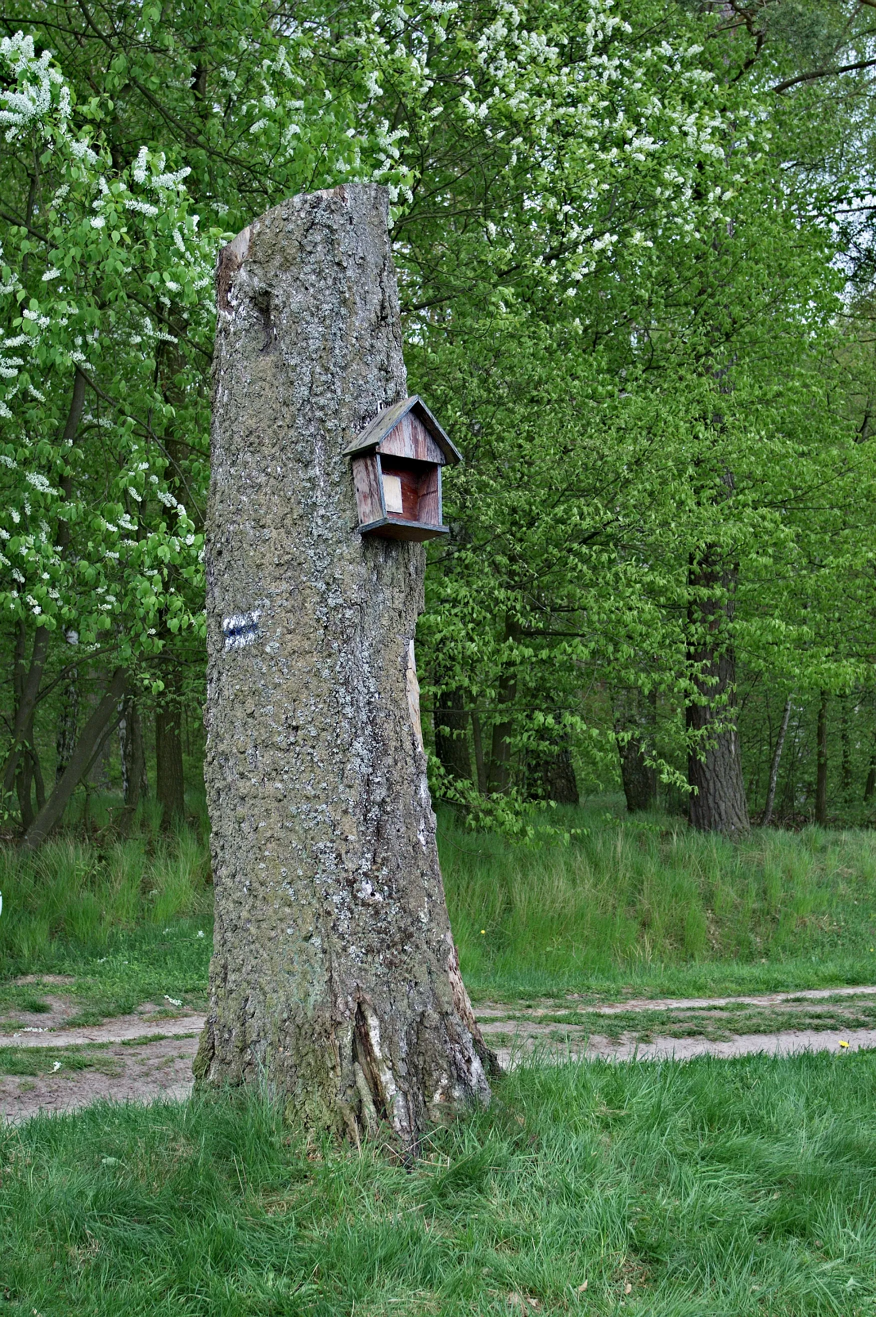 Photo showing: Kapliczka na drzewie