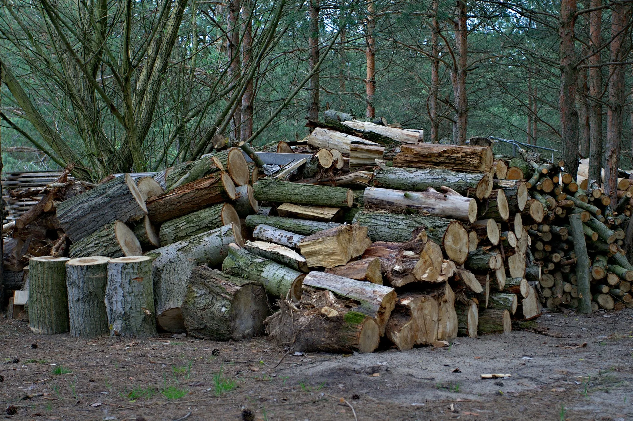 Photo showing: Pile of wood. Stos drewna.