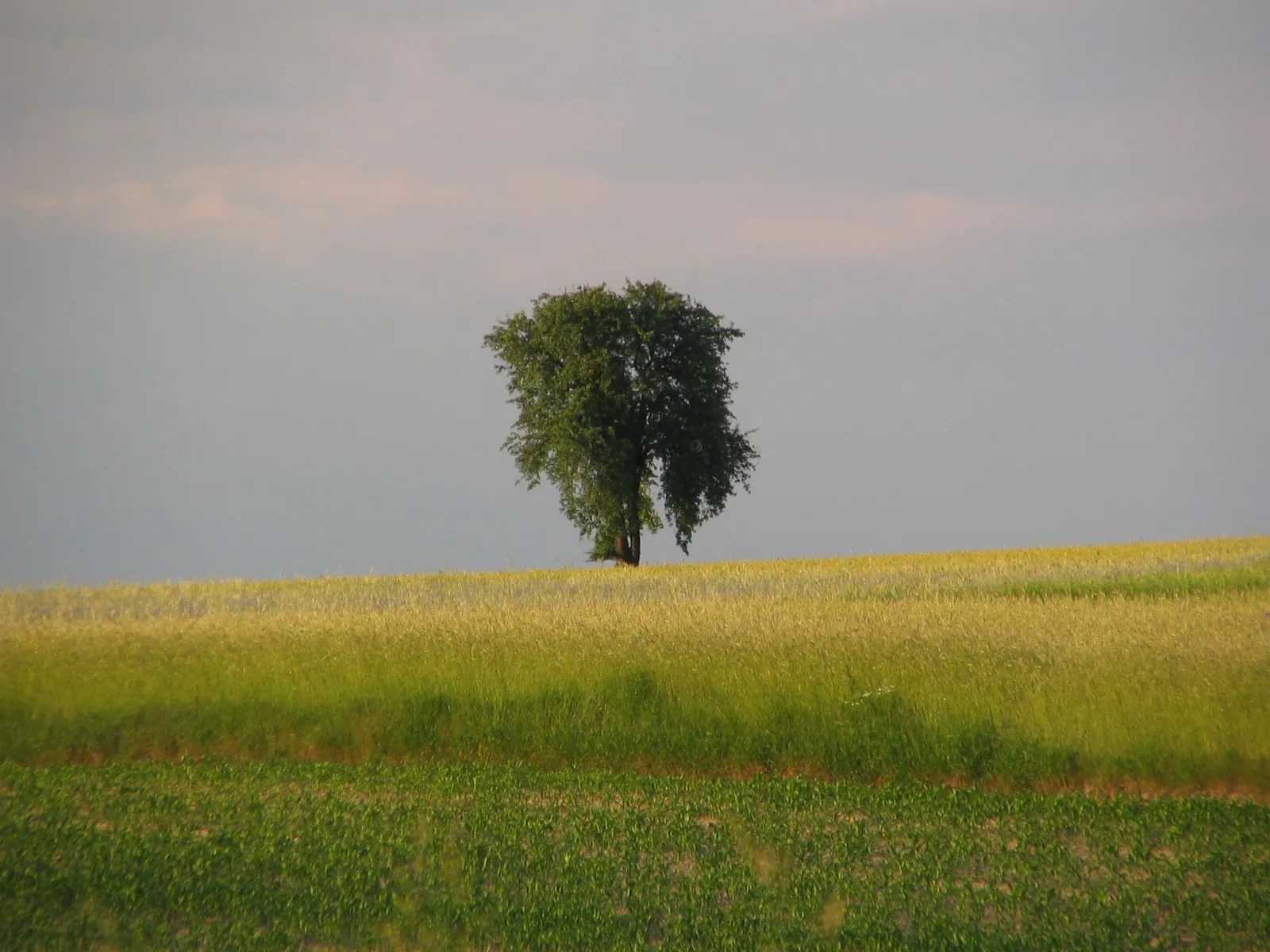 Photo showing: Samotne drzewo. Lonely tree.