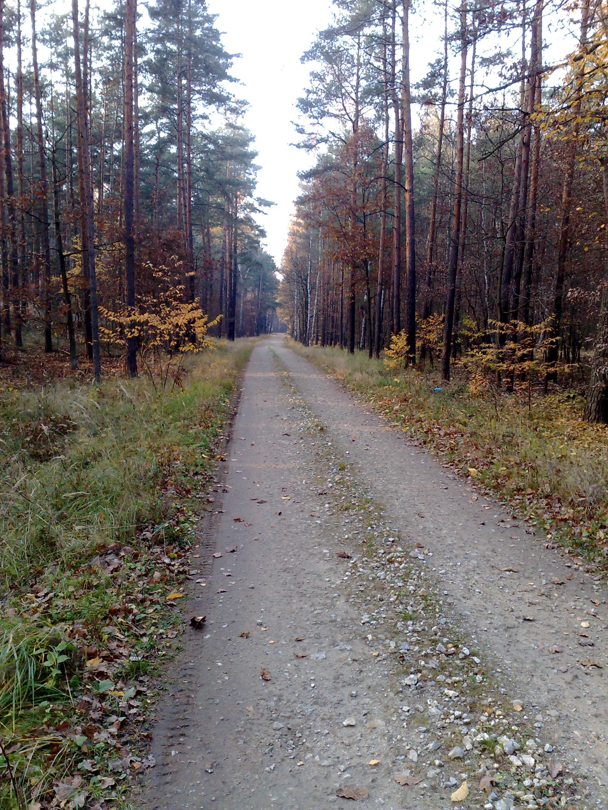 Photo showing: Las Lućmierski, droga w lesie - jesień  listopad 2011r.