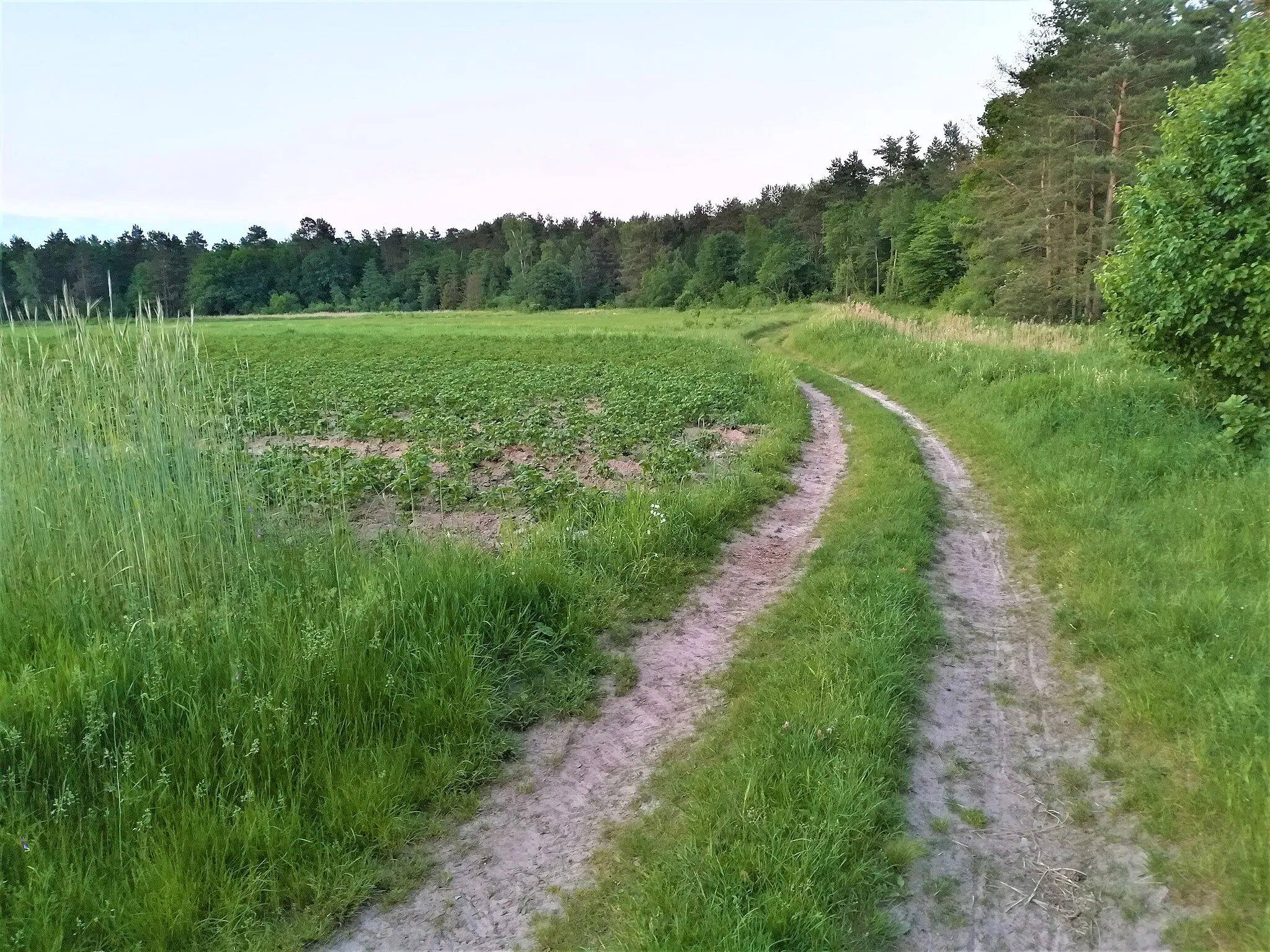 Photo showing: Zachorzów-Kolonia, pow. opoczyński - pola na wschód od wsi.