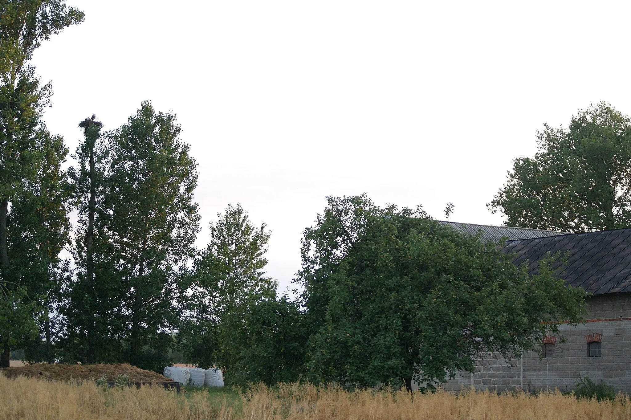 Photo showing: Gniazdo bociana białego w gminie Goszczanów