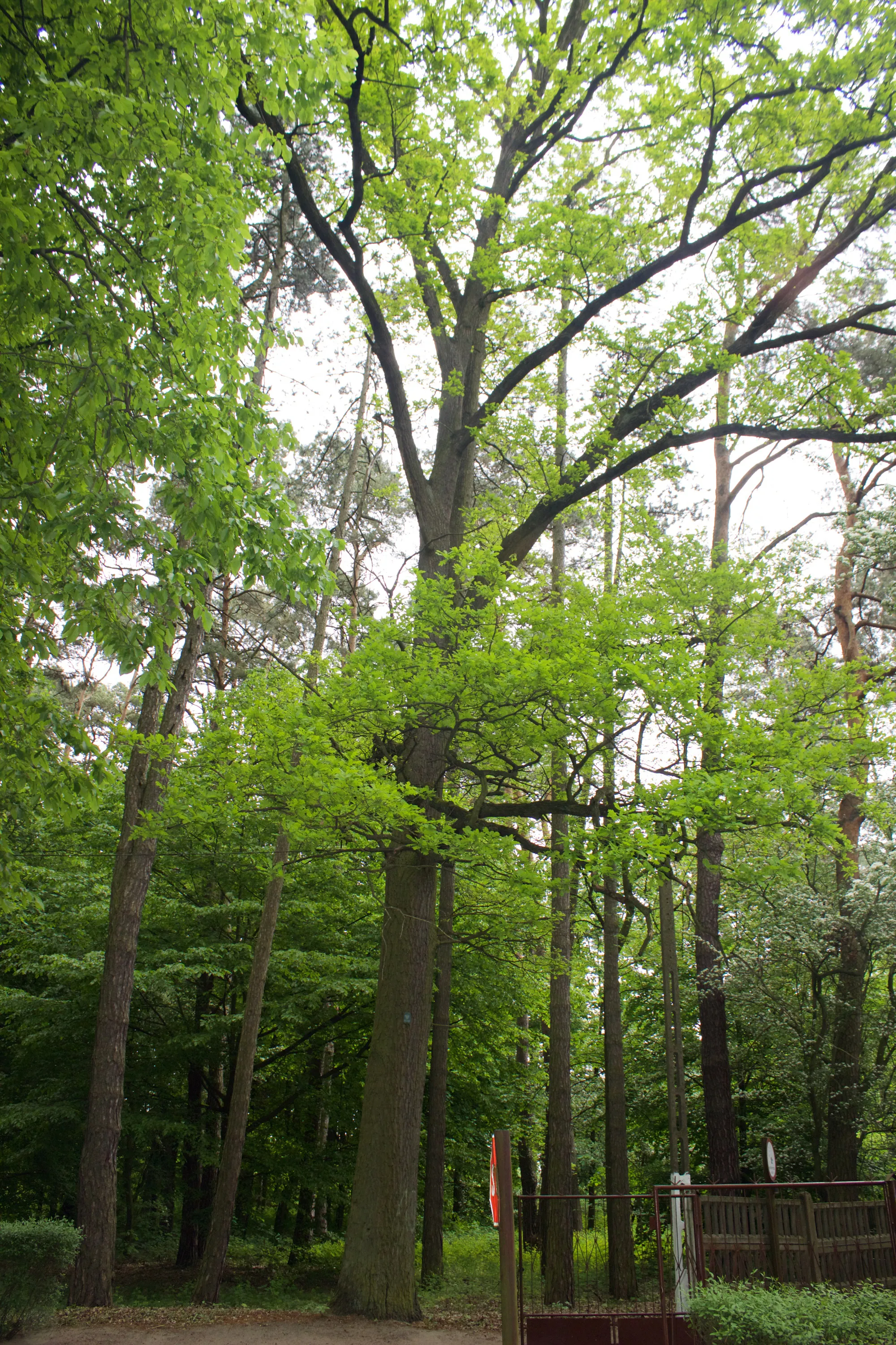 Photo showing: Męcka Wola,gm Sieradz,dąb szypułkowy,park,obwód 280 cm