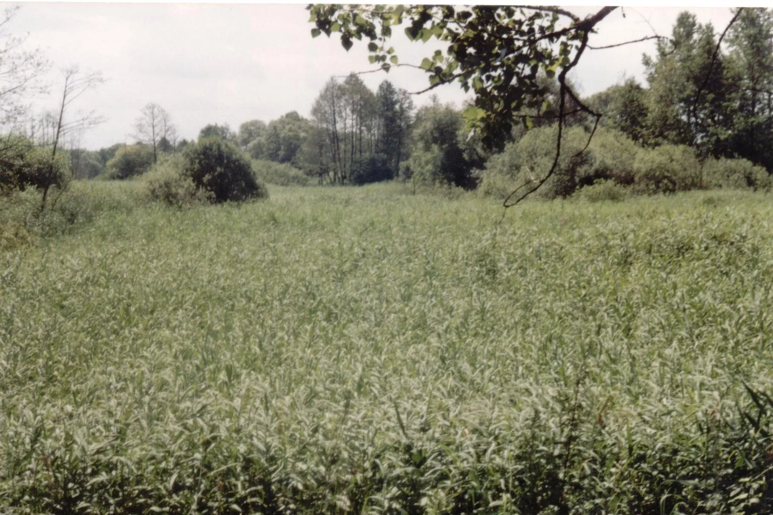 Photo showing: Bagna w miejscu dawnych stawów dworskich we wsi Raducz