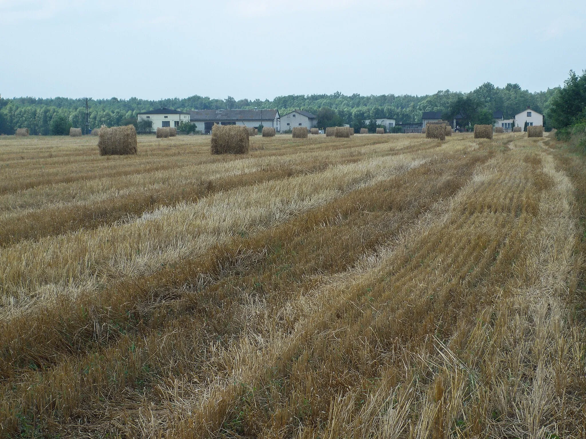 Photo showing: Wrzeszczewice Nowe Województwo Łódzkie