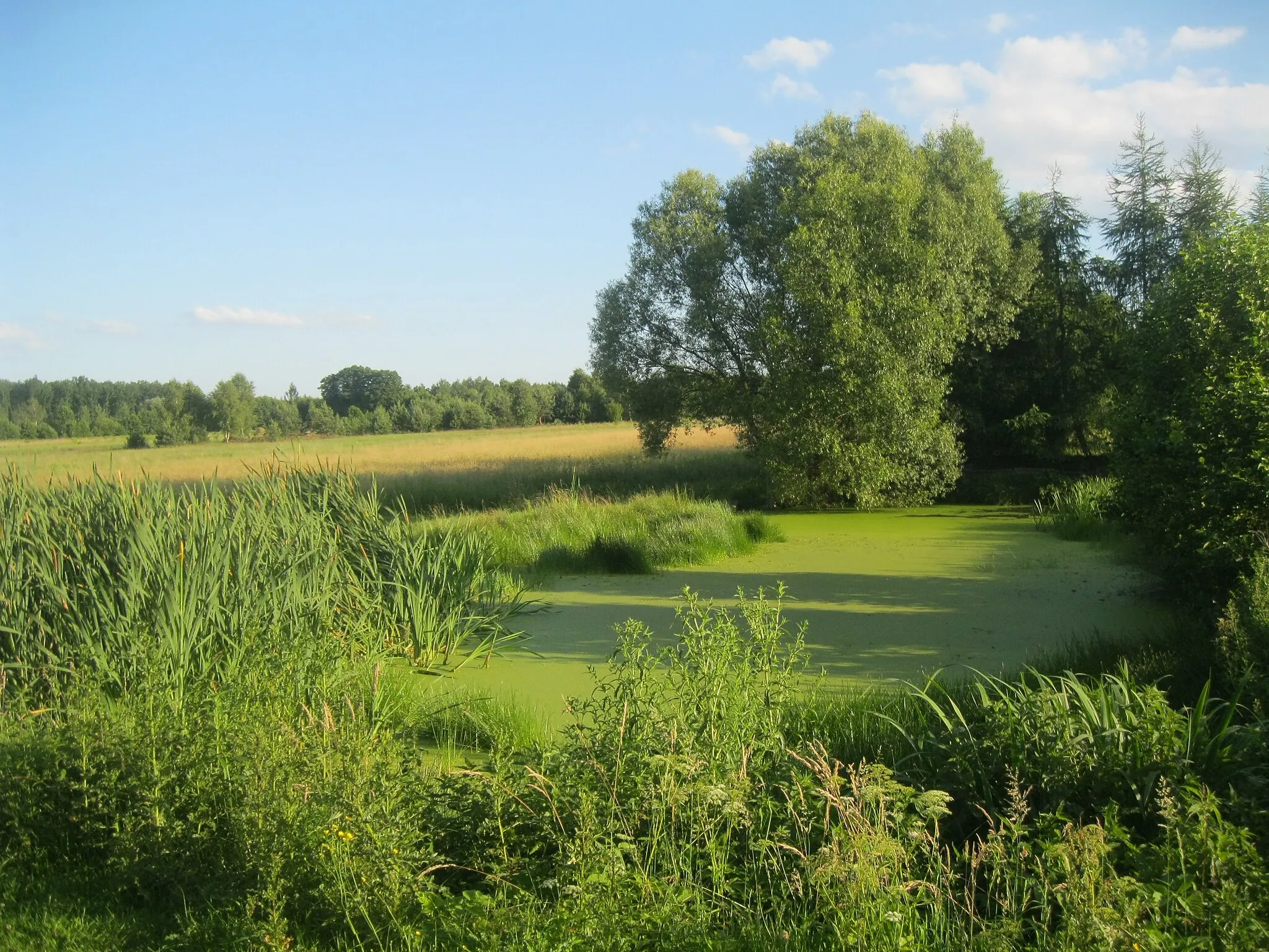 Photo showing: Przyroda w obrębie wsi Słostowice.