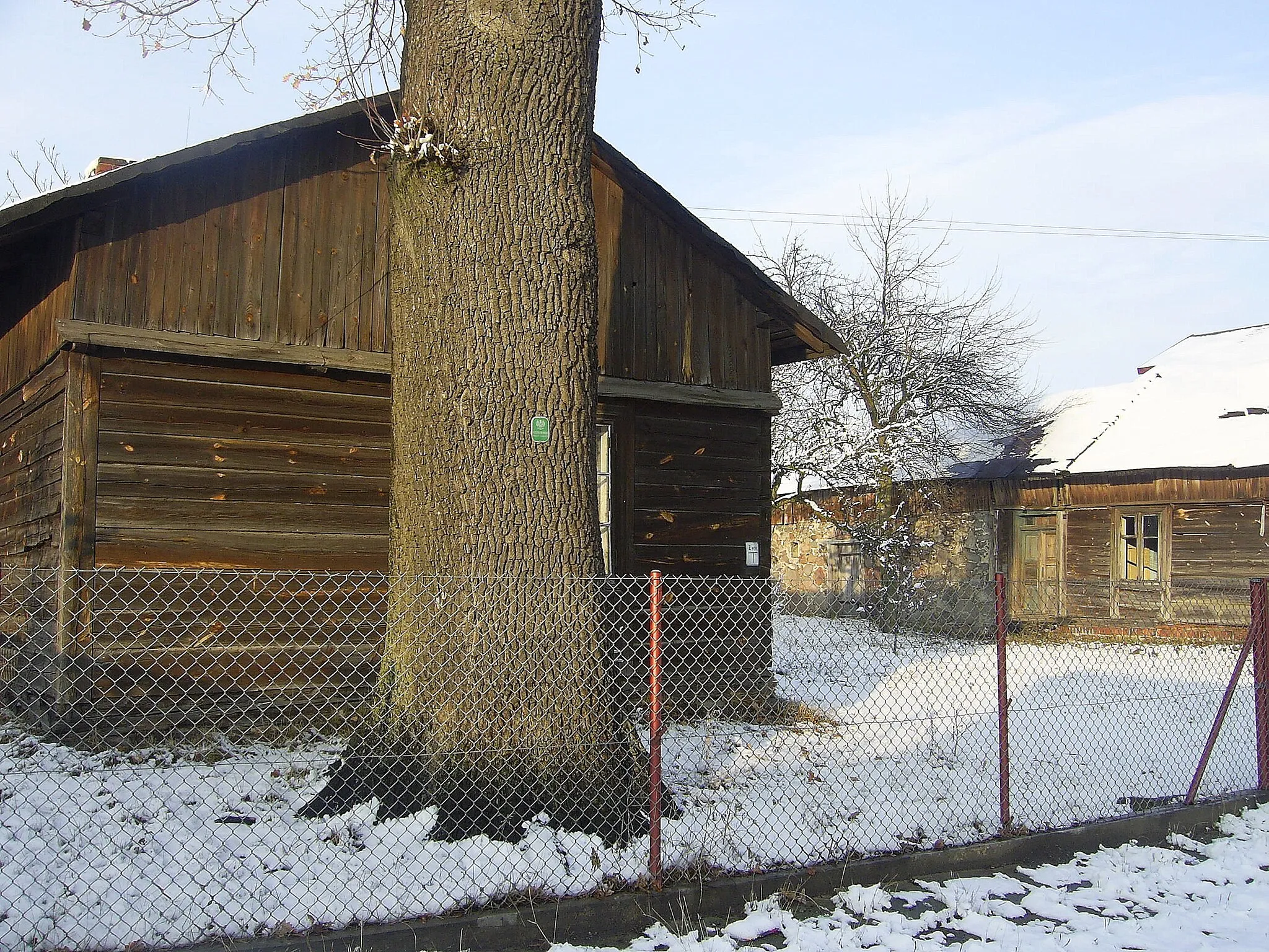 Photo showing: Oak in Słostowice, Poland