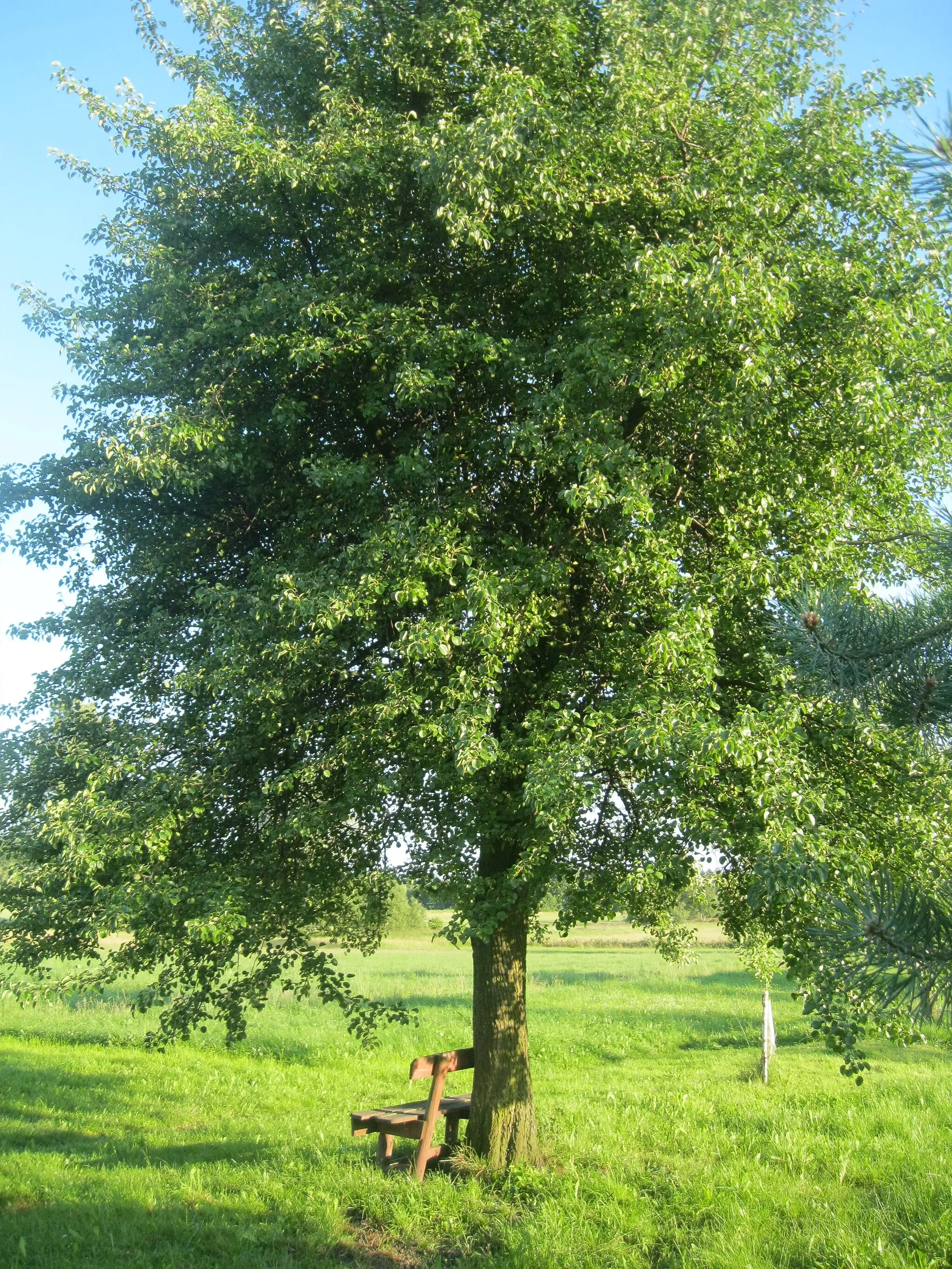 Photo showing: Dzika grusza w Słostowicach.