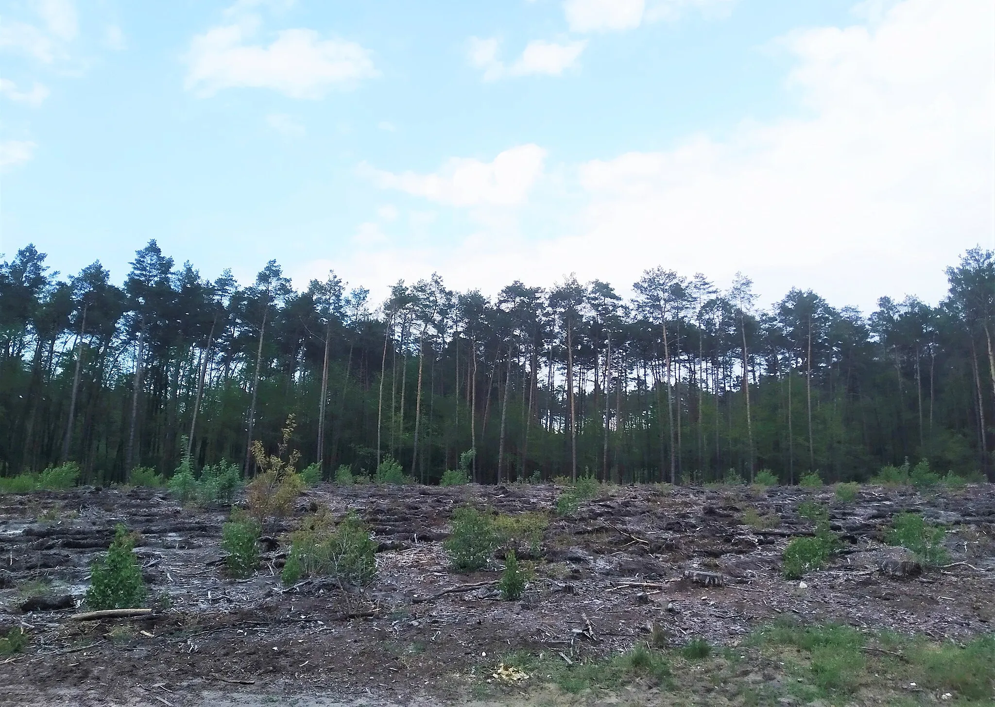 Photo showing: Wycinka lasu przy wschodniej granicy Rydzynek, od razu po wyjściu z miejscowości (kierując się na wschód) ukaże się wycinka lasu na jakieś 100 metrów długości, później ścieżka wchodzi w las i dalej do rezerwatu przyrody Molenda
